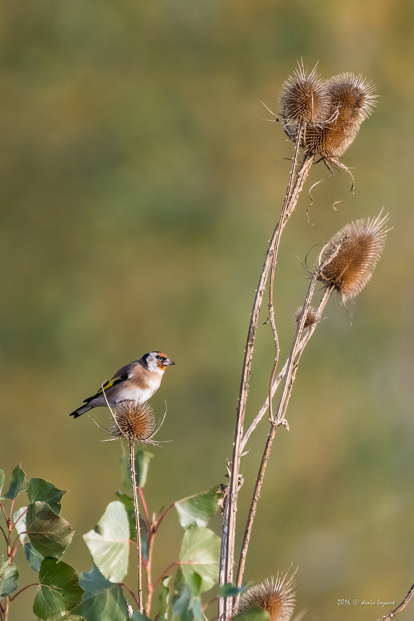 Nikon AF-S Nikkor 200-500mm F5.6E ED VR sample photo. European goldfinch photography
