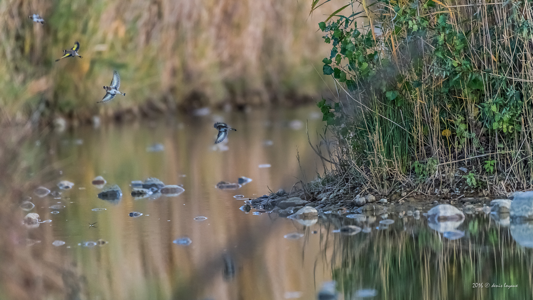 Nikon AF-S Nikkor 200-500mm F5.6E ED VR sample photo. European goldfinch band photography