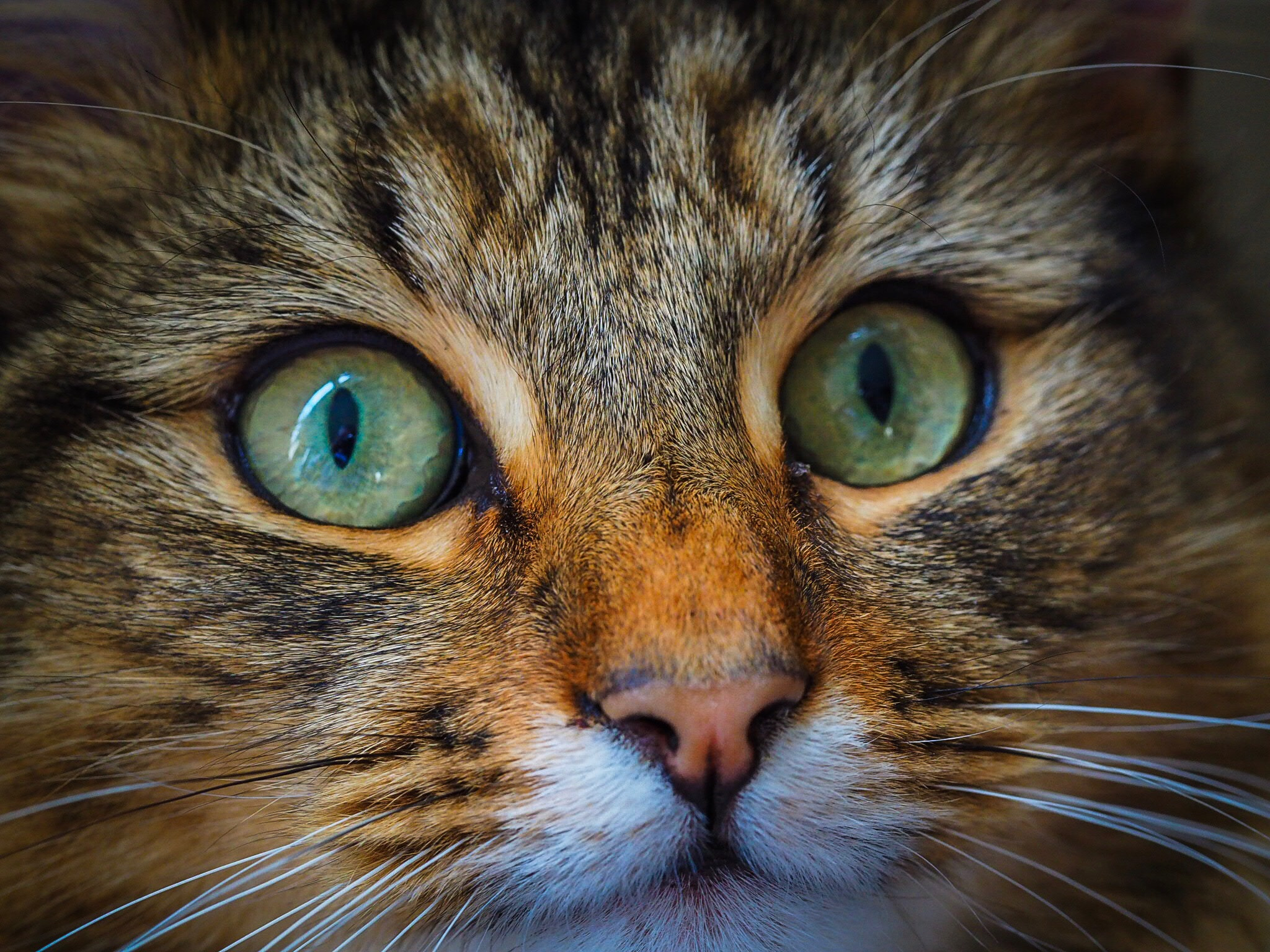 Olympus OM-D E-M10 II sample photo. The cat saw a fly photography