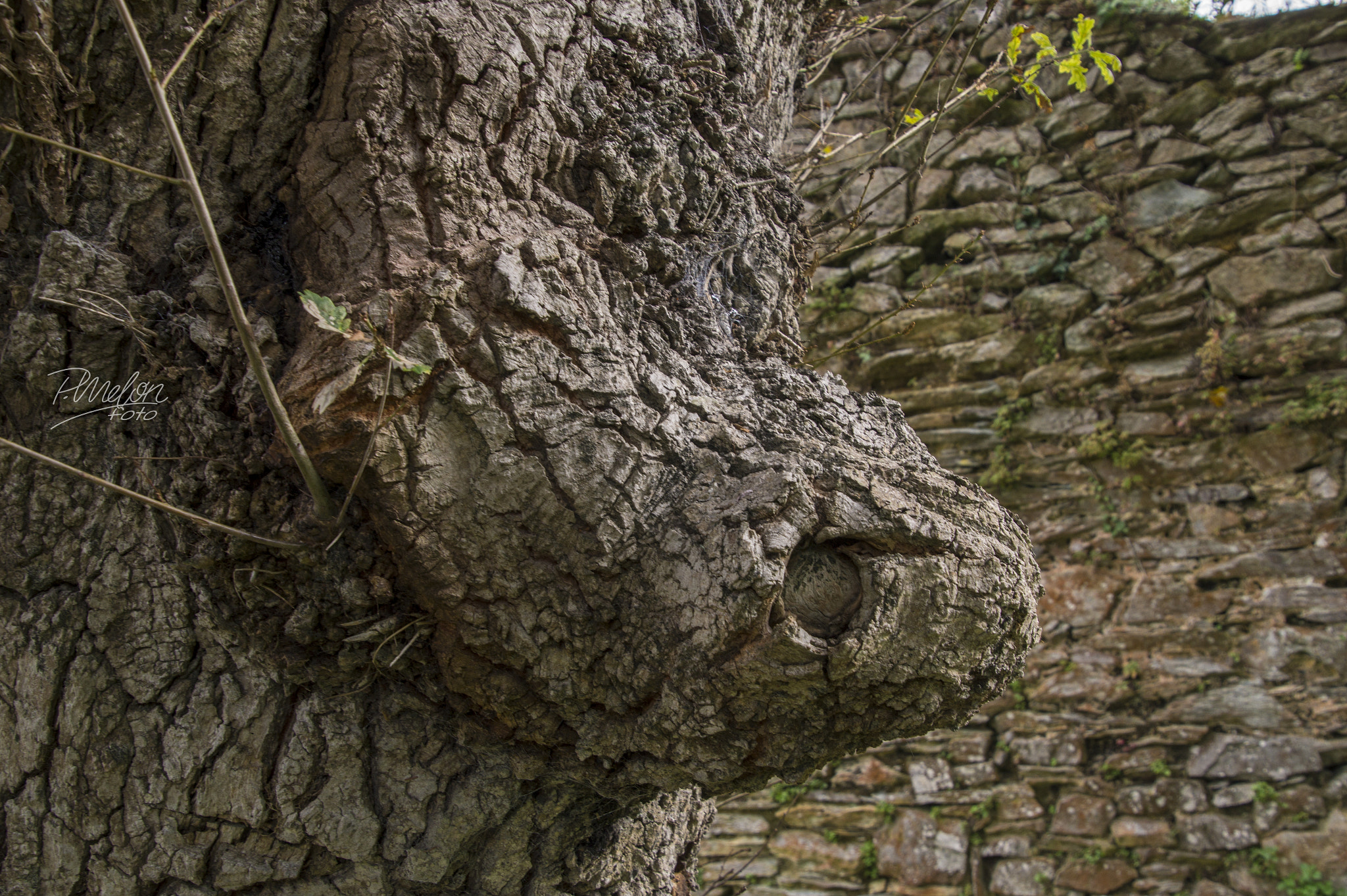 Tamron 16-300mm F3.5-6.3 Di II VC PZD Macro sample photo. Palacio de valdecarzana - muros de nalón photography
