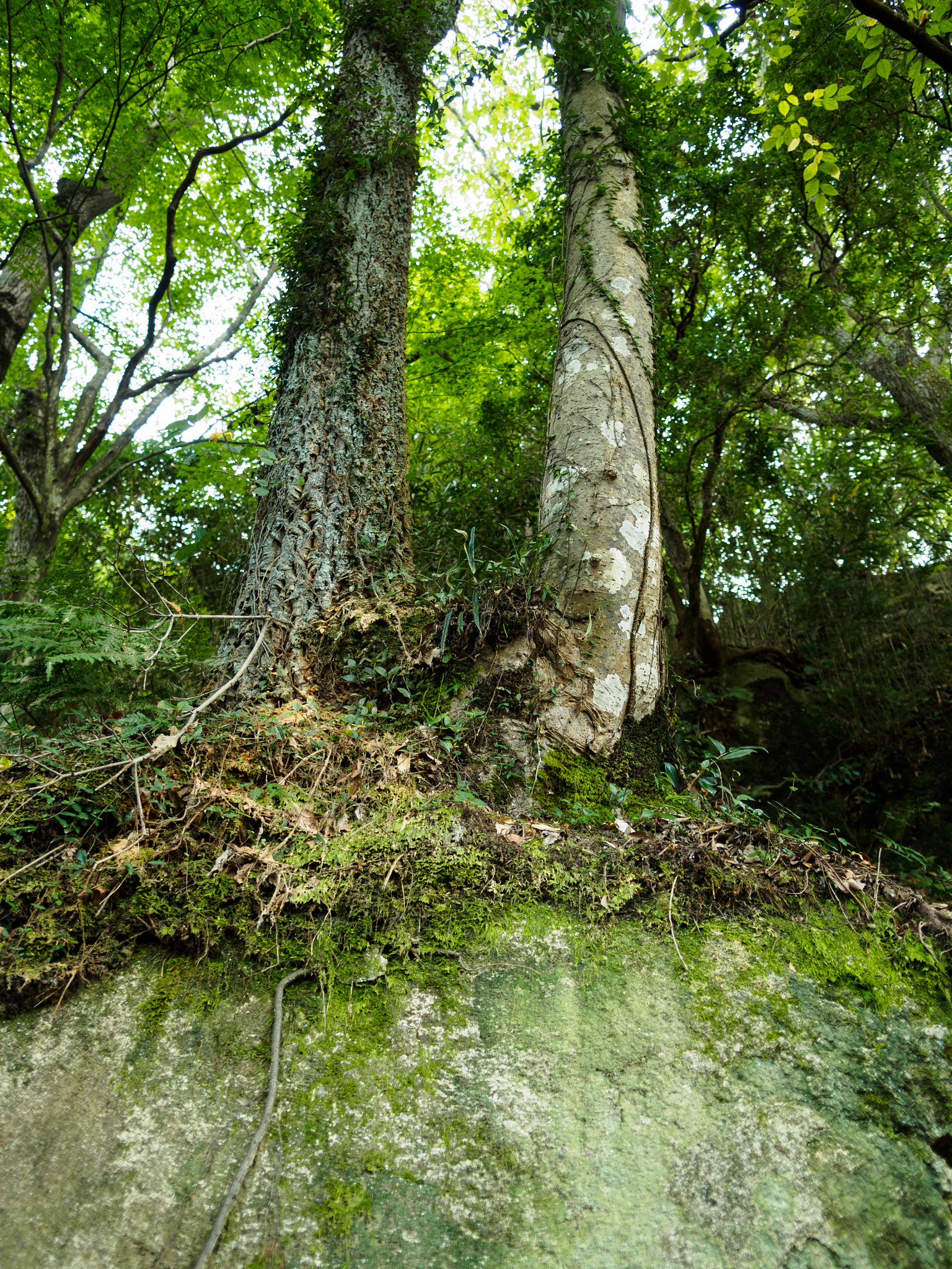 Olympus OM-D E-M10 II + OLYMPUS M.12mm F2.0 sample photo. 居座る (linger around) photography