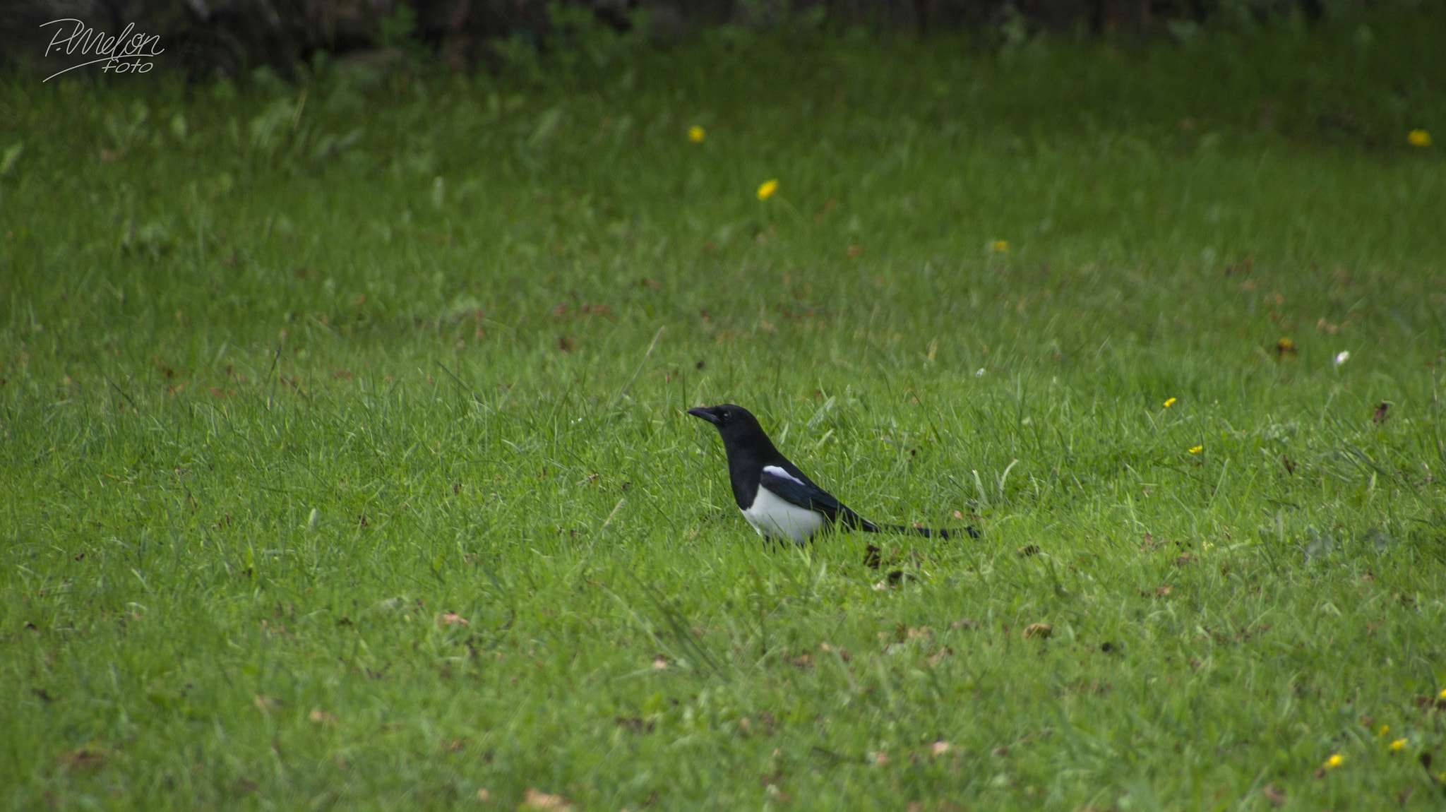 Tamron 16-300mm F3.5-6.3 Di II VC PZD Macro sample photo. Pájaro photography