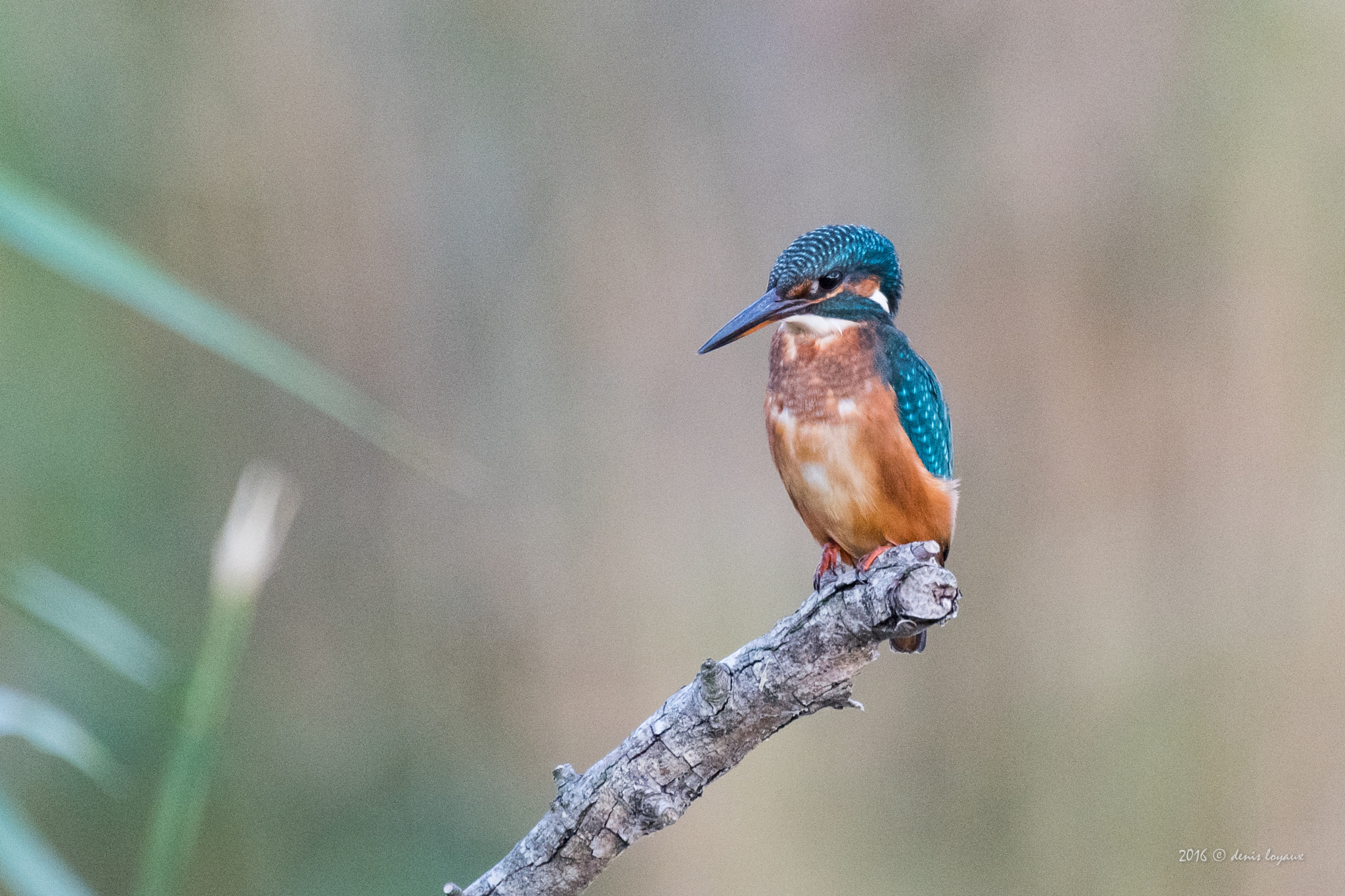 Nikon AF-S Nikkor 200-500mm F5.6E ED VR sample photo. Common kingfisher photography
