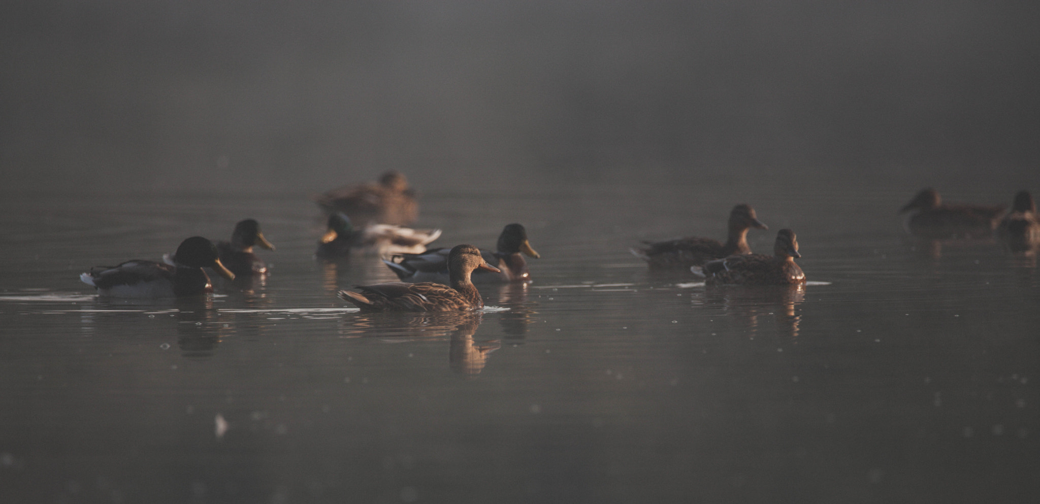 150-600mm F5-6.3 DG OS HSM | Contemporary 015 sample photo. Mighty ducks photography