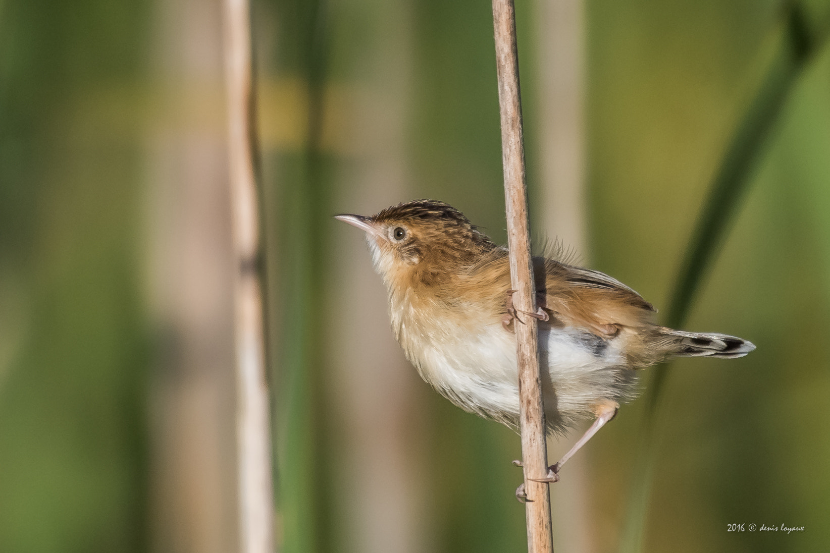 Nikon AF-S Nikkor 200-500mm F5.6E ED VR sample photo. In the wind ..! photography