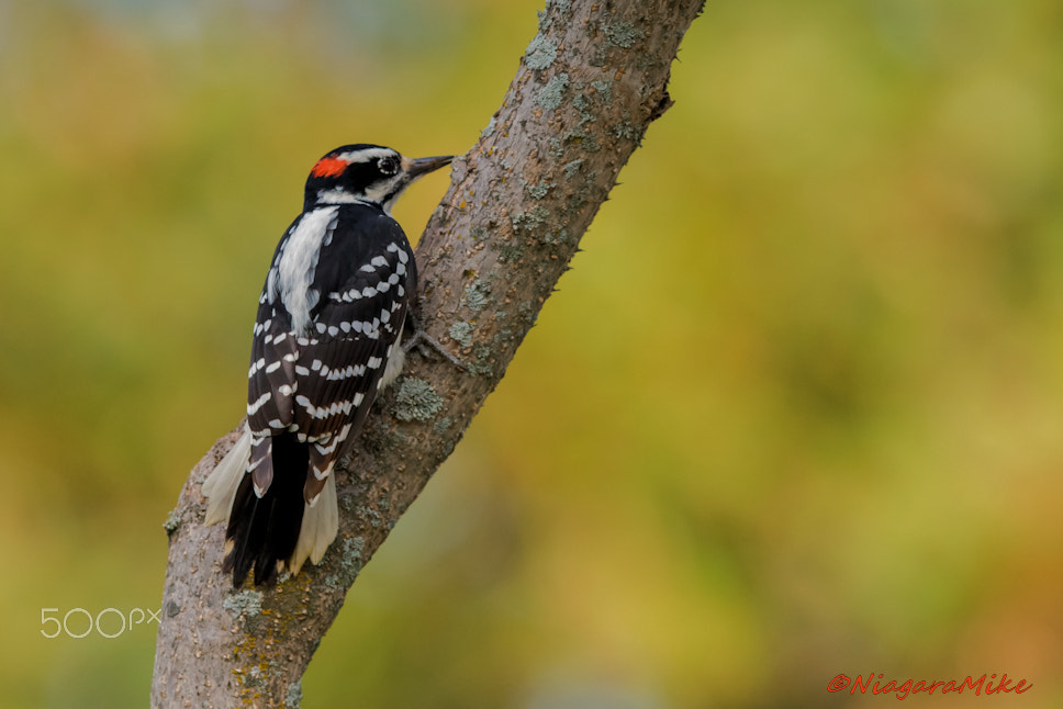 Nikon D810 + Nikon AF-S Nikkor 400mm F2.8E FL ED VR sample photo. Male downy photography