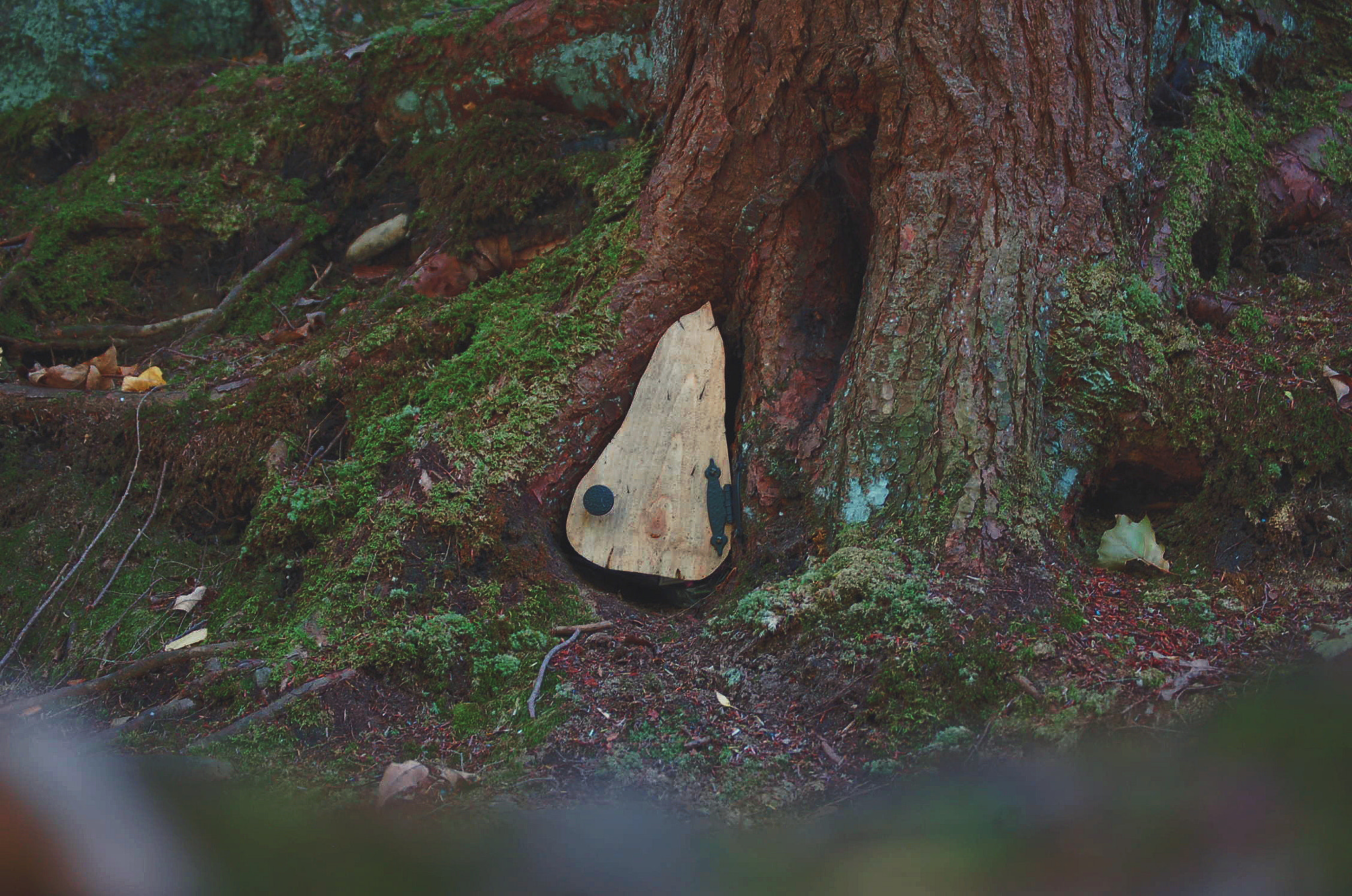 Nikon D50 sample photo. The fairy door photography