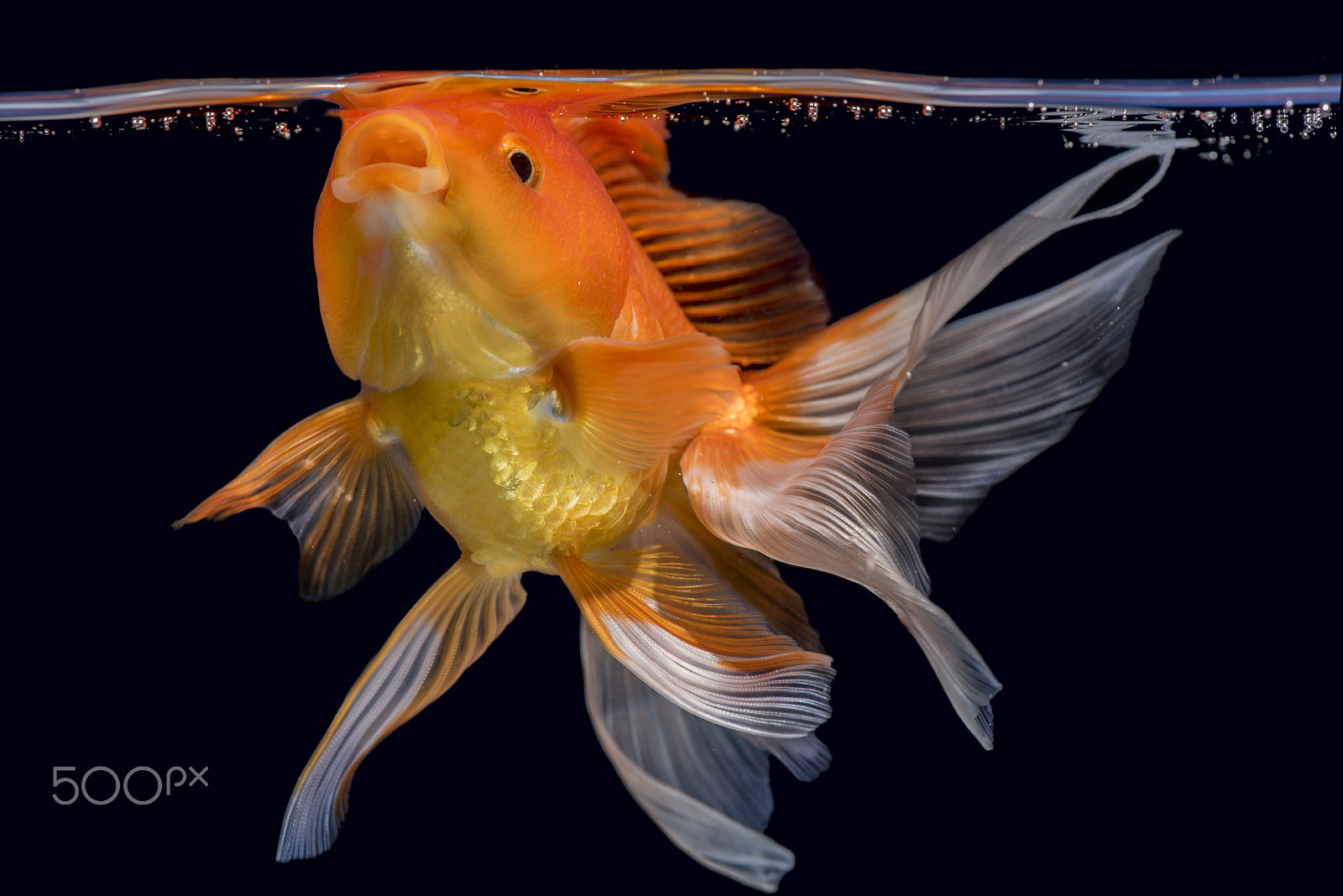 Nikon D750 + Tokina AT-X Pro 100mm F2.8 Macro sample photo. Beautiful fantail goldfish movement photography