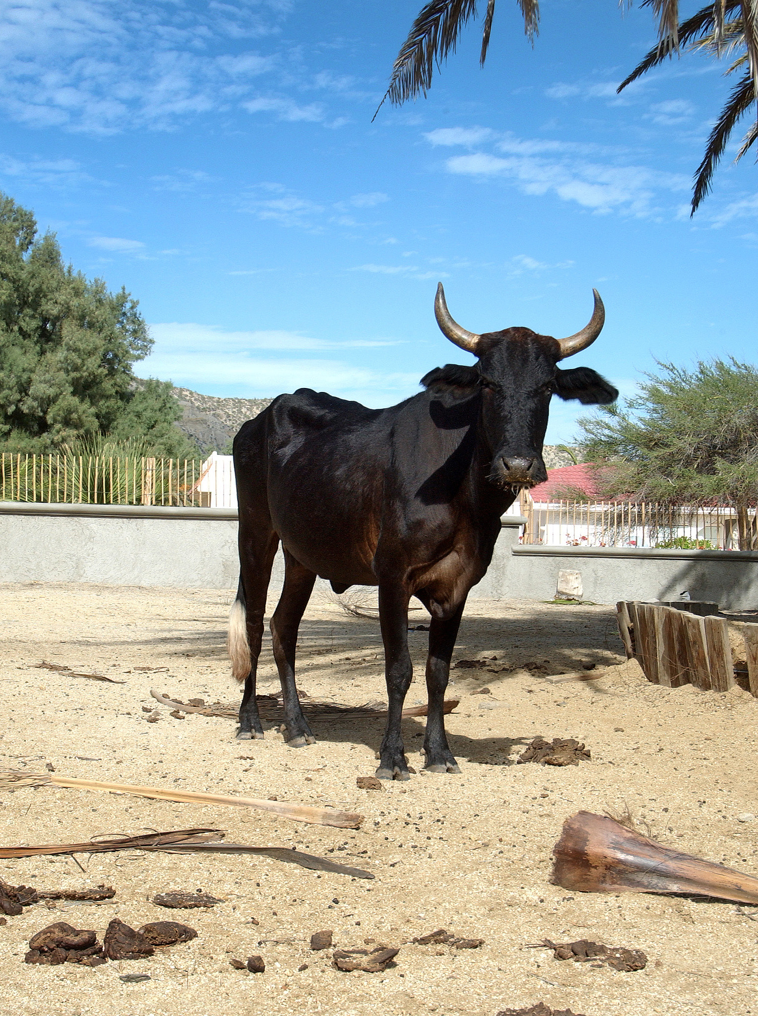 Nikon D1X sample photo. Bull photography