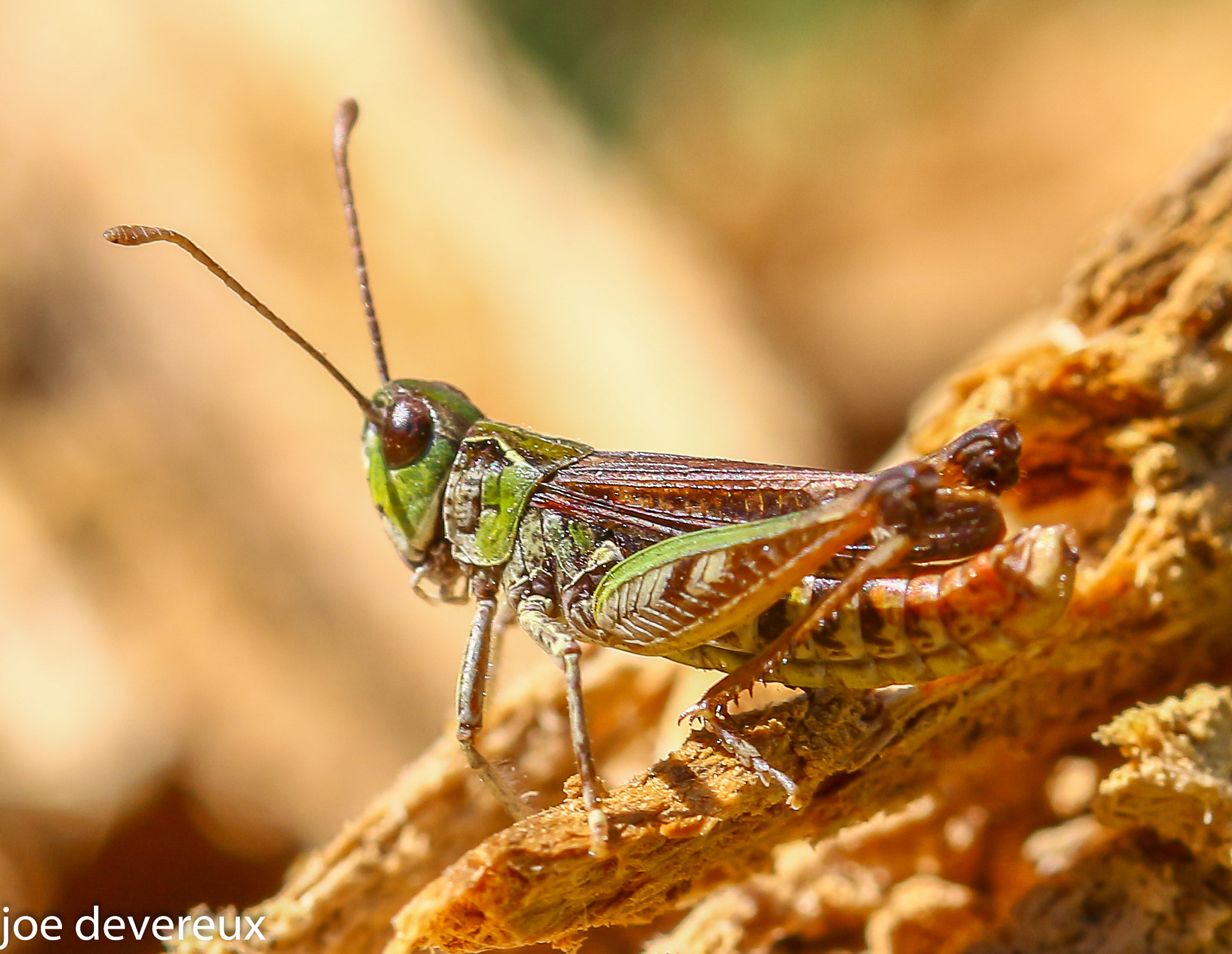 Sigma 105mm F2.8 EX DG OS HSM sample photo. Meadow grasshopper  photography
