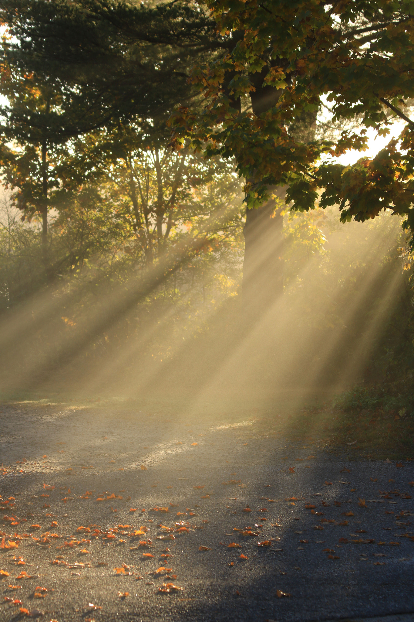 Canon EF 70-300mm F4-5.6 IS USM sample photo. Light on pathway photography