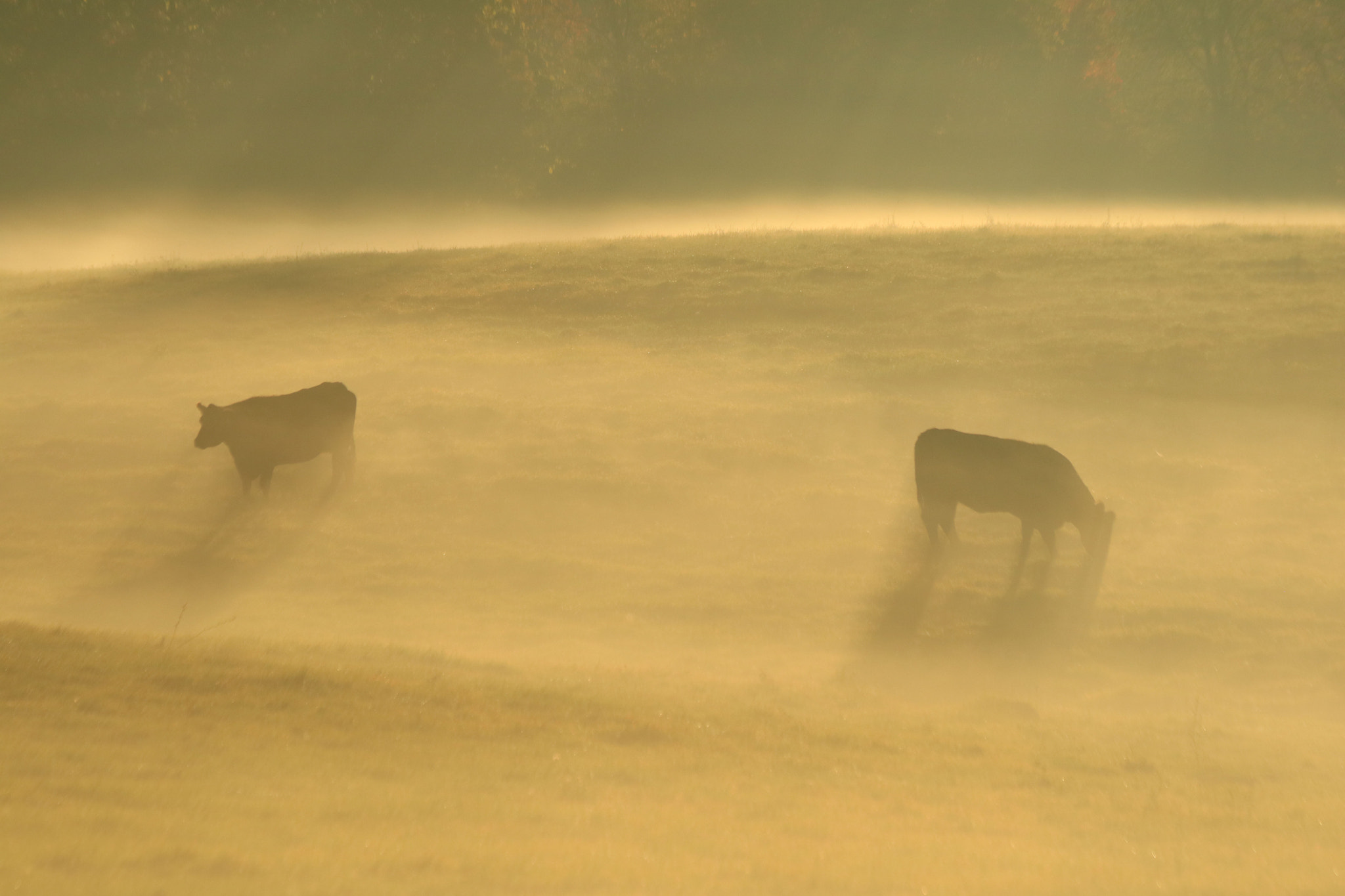 Canon EF 70-300mm F4-5.6 IS USM sample photo. Cows in fog photography