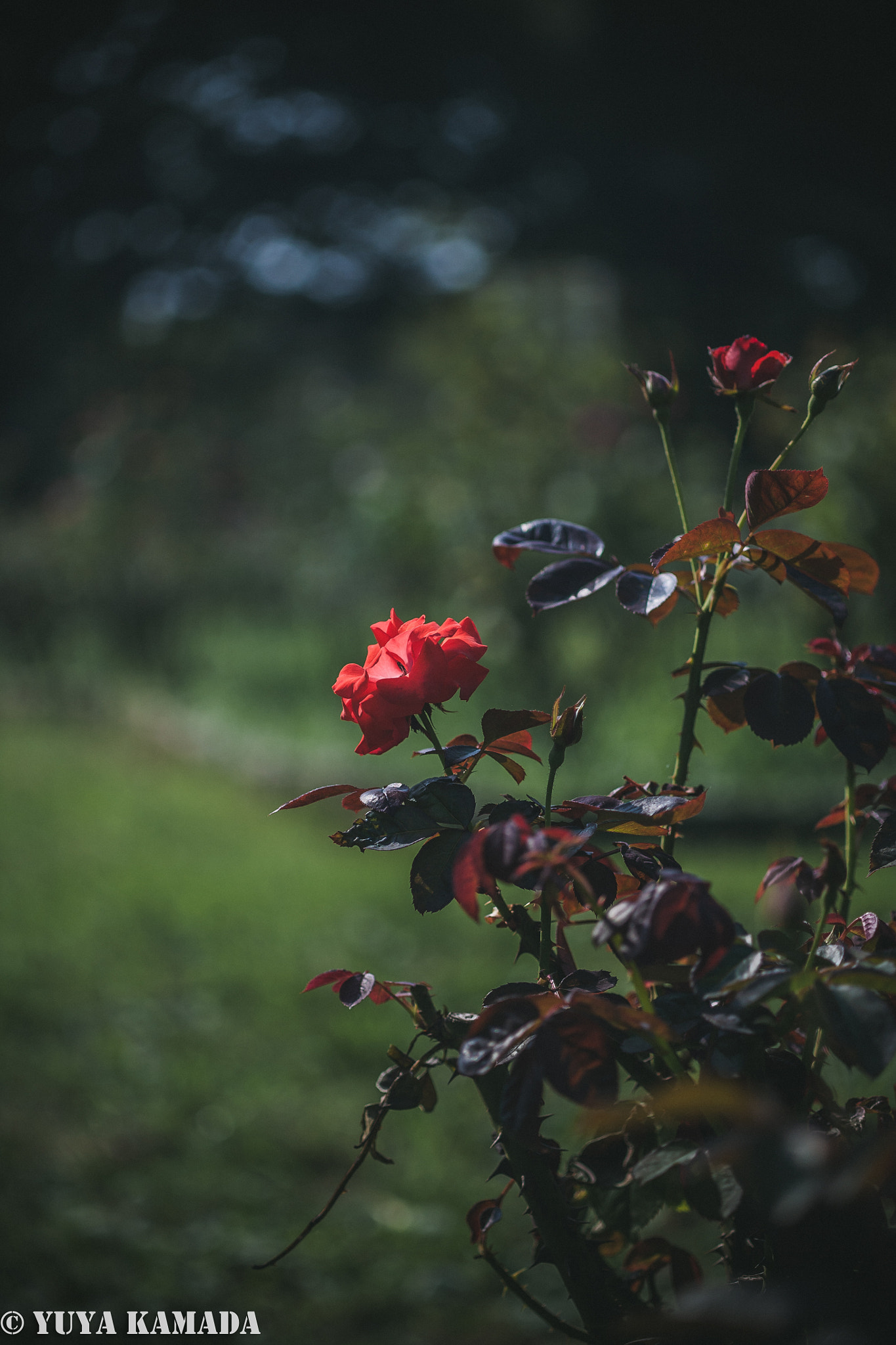 Canon EF 35-80mm f/4-5.6 sample photo. Rose photography