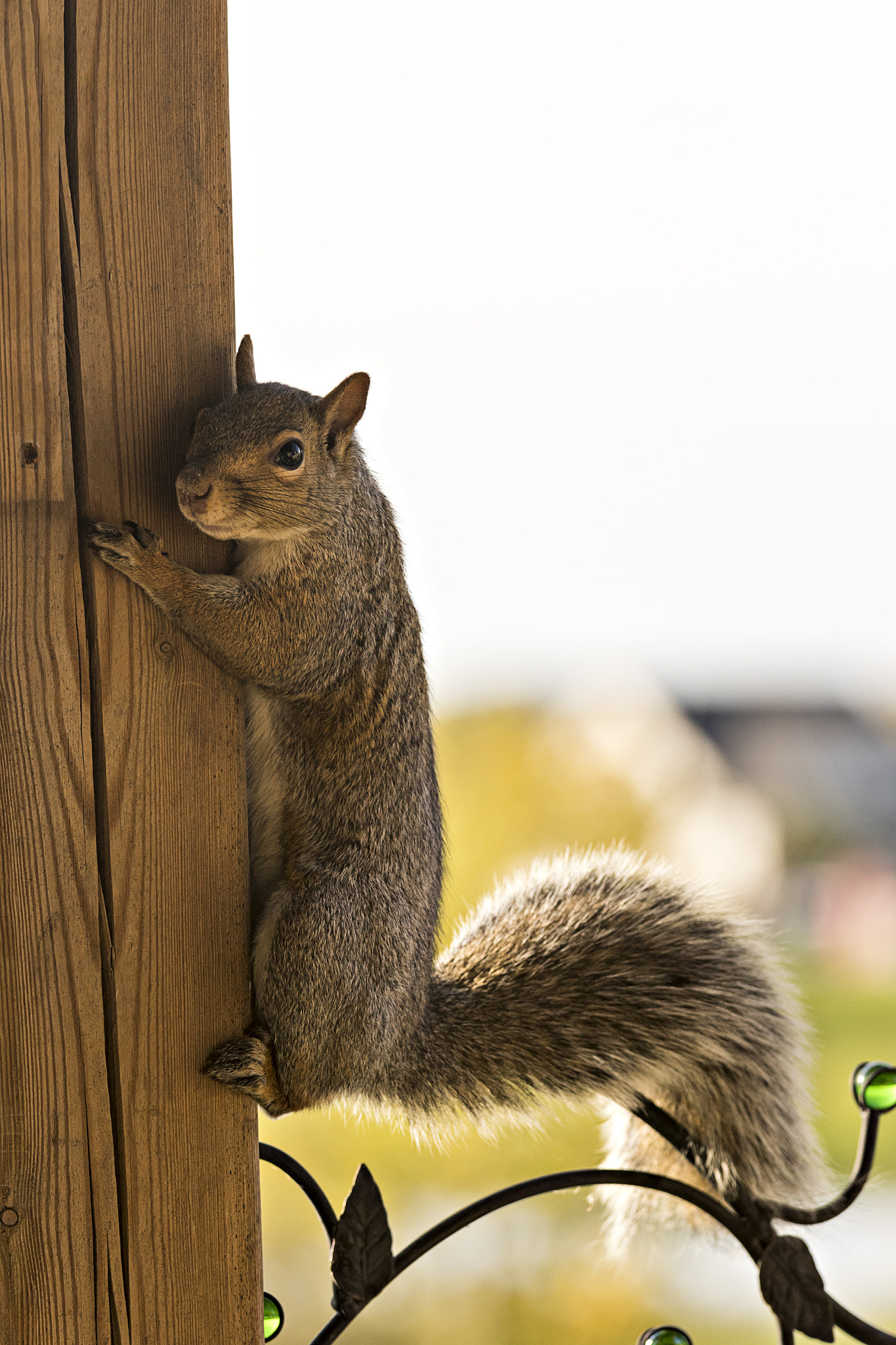 Canon EF 70-200mm F4L IS USM sample photo. Squirrel (the thief) photography