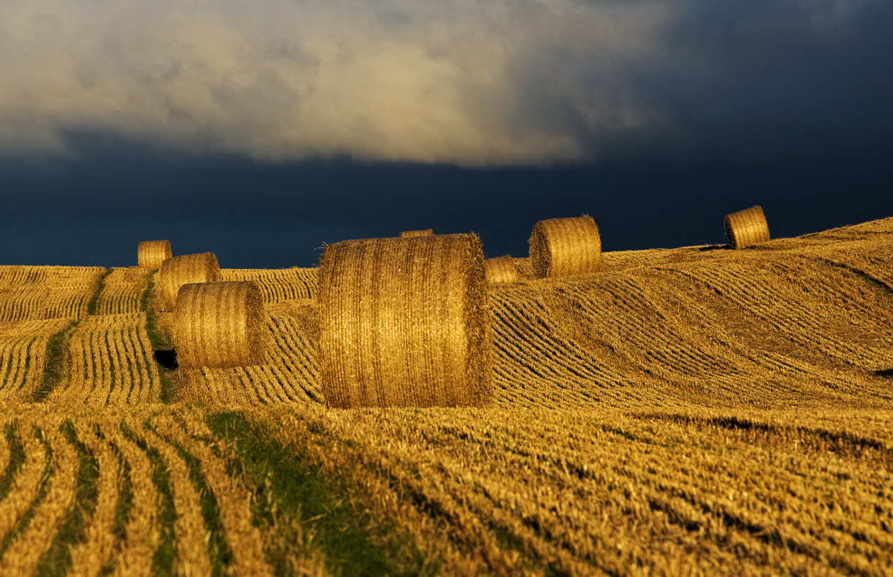 Pentax K-3 sample photo. Straw dogs photography