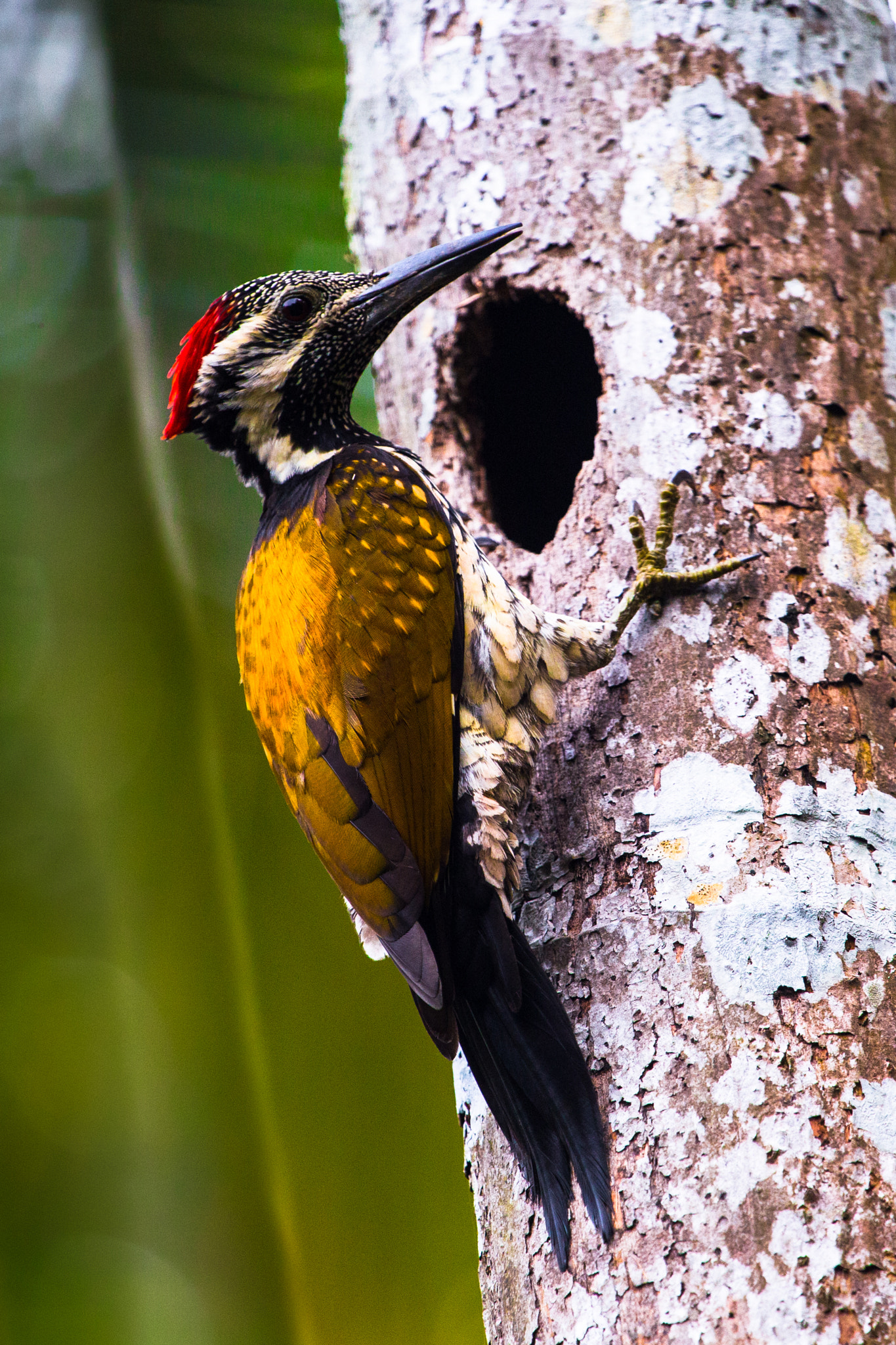 Black-rumped flameback