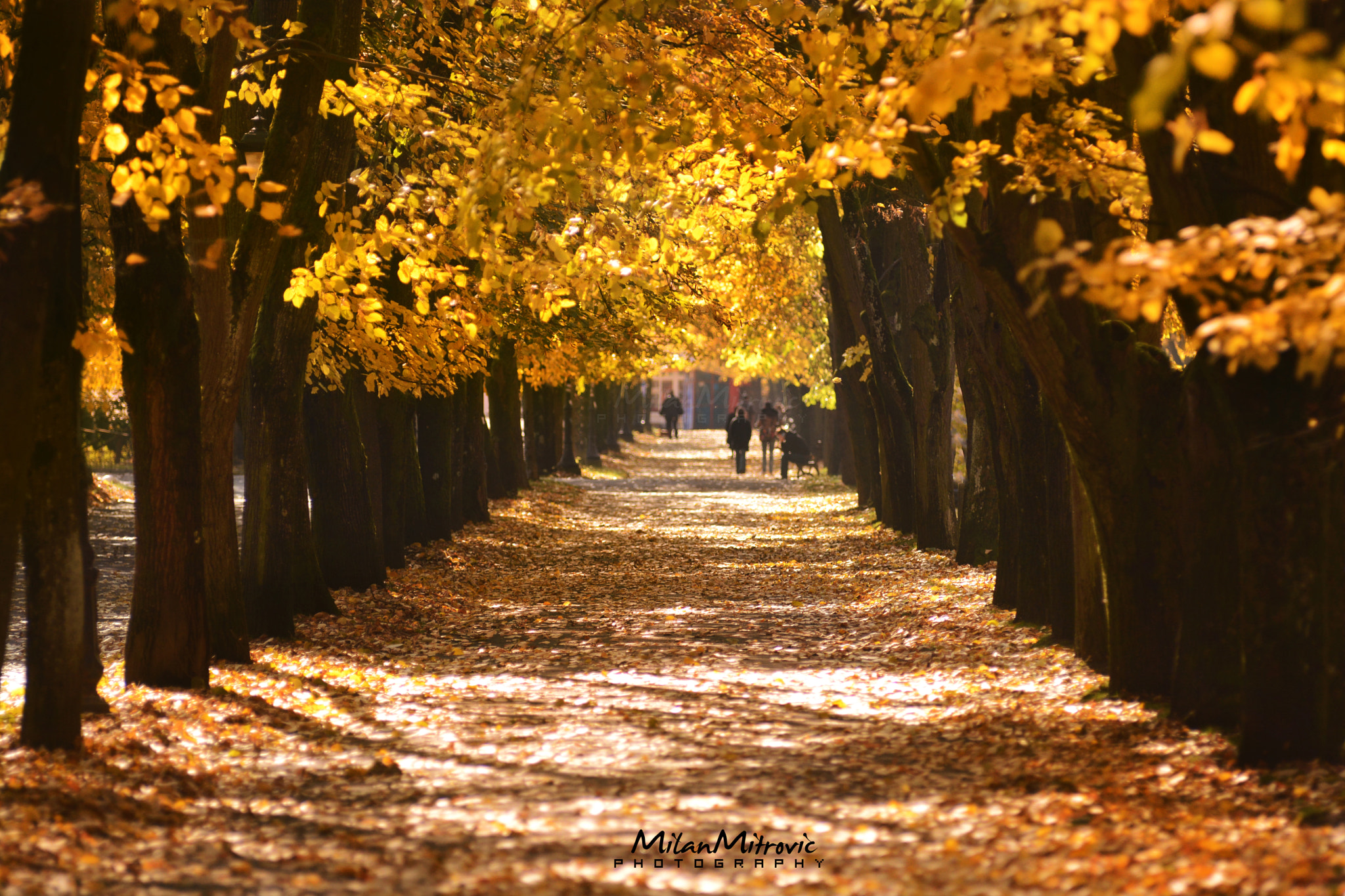 Nikon AF-S Nikkor 400mm F2.8D ED-IF II sample photo. Autumn in park photography