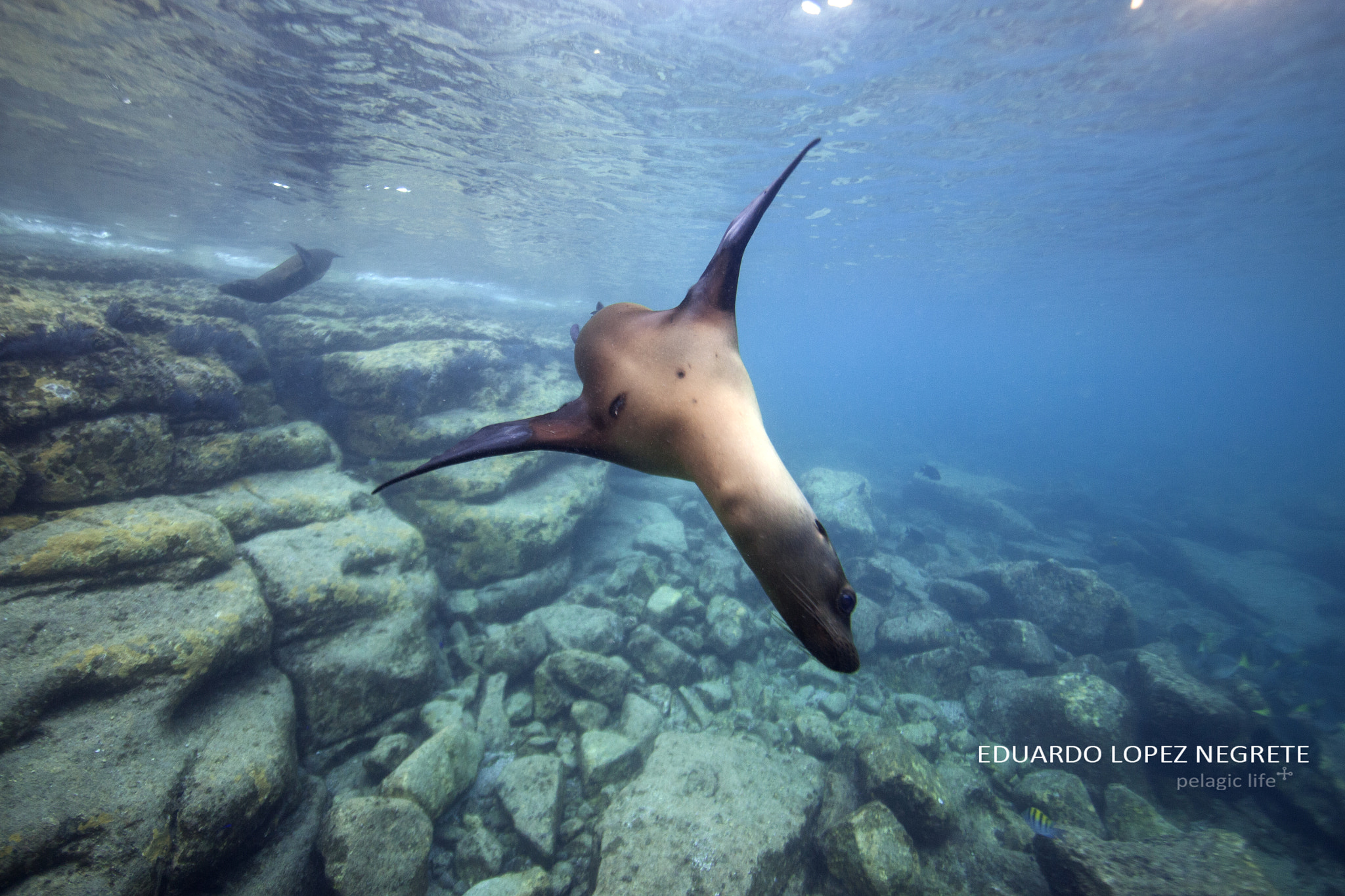 Canon EF 14mm F2.8L II USM sample photo. A playful sea lion makes shows off its amazing agility, making a quick fly by. photography