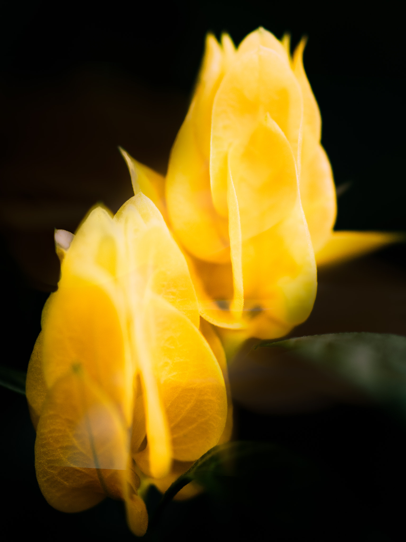 Olympus OM-D E-M1 + OLYMPUS 50mm Lens sample photo. Twin flames photography