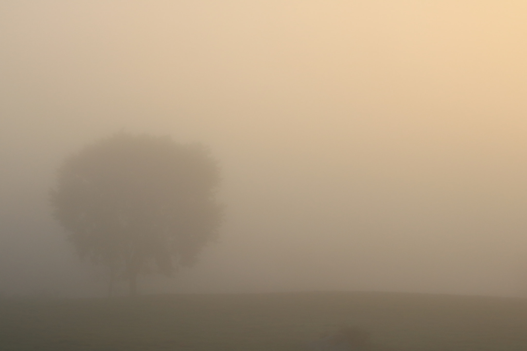 Canon EF 70-300mm F4-5.6 IS USM sample photo. Hiding in the fog photography