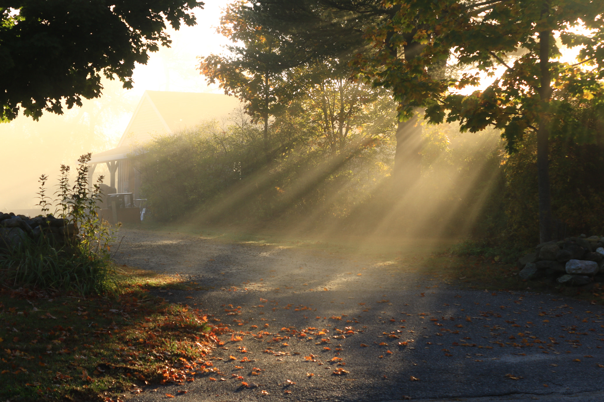 Canon EOS 750D (EOS Rebel T6i / EOS Kiss X8i) sample photo. Autumn light photography