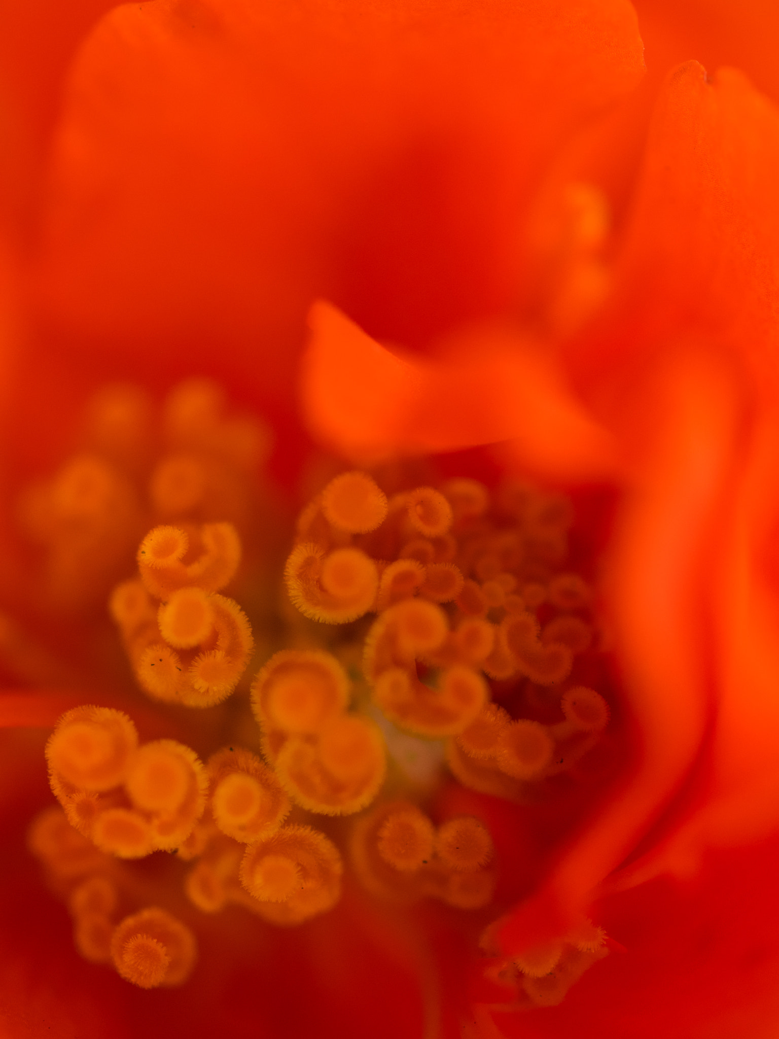 Olympus OM-D E-M1 + OLYMPUS 50mm Lens sample photo. Abstract flower blur photography