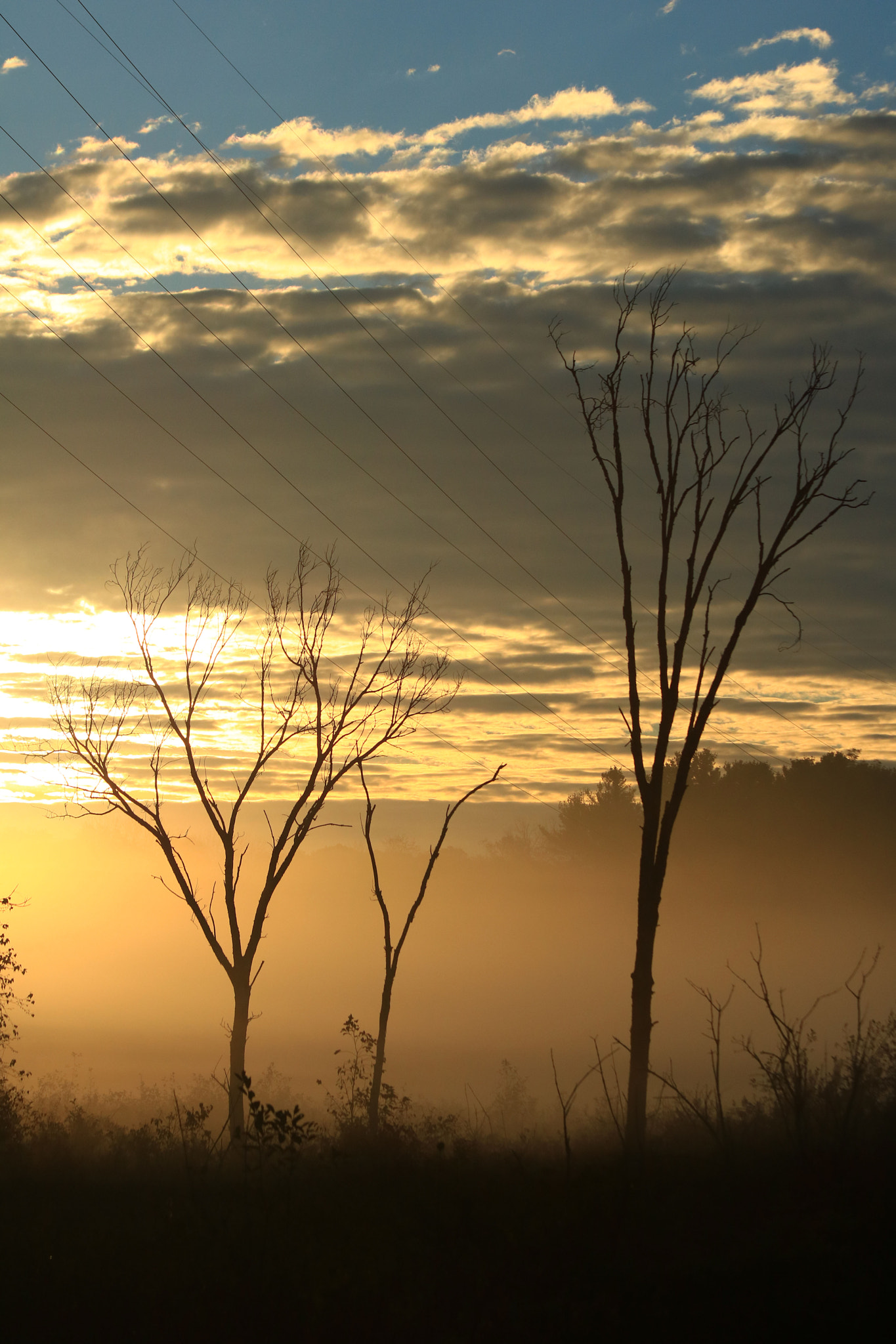 Canon EF 70-300mm F4-5.6 IS USM sample photo. Trees in fog photography
