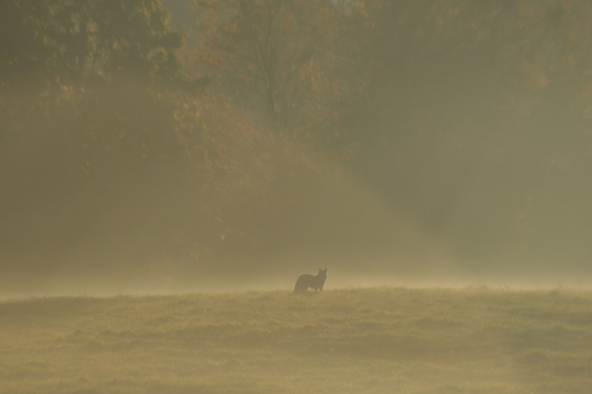 Canon EF 70-300mm F4-5.6 IS USM sample photo. The lone cyote in the fog photography