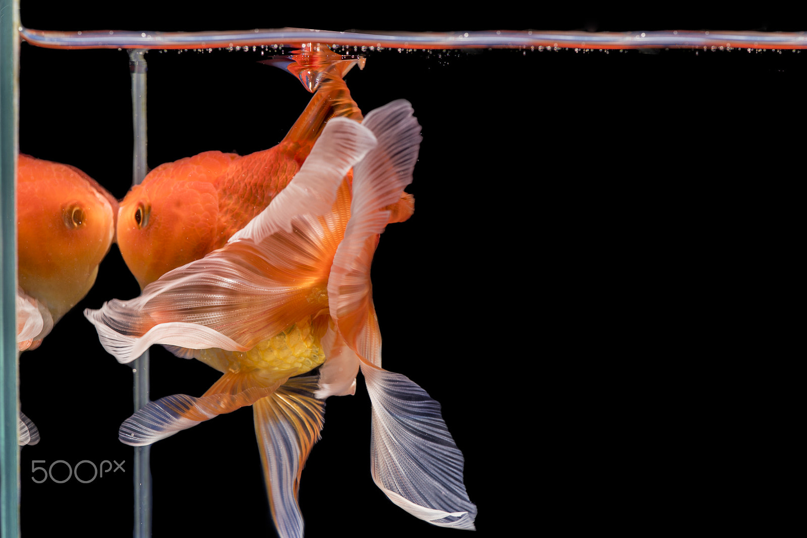 Nikon D750 sample photo. Fantail goldfish movement in the mirror photography