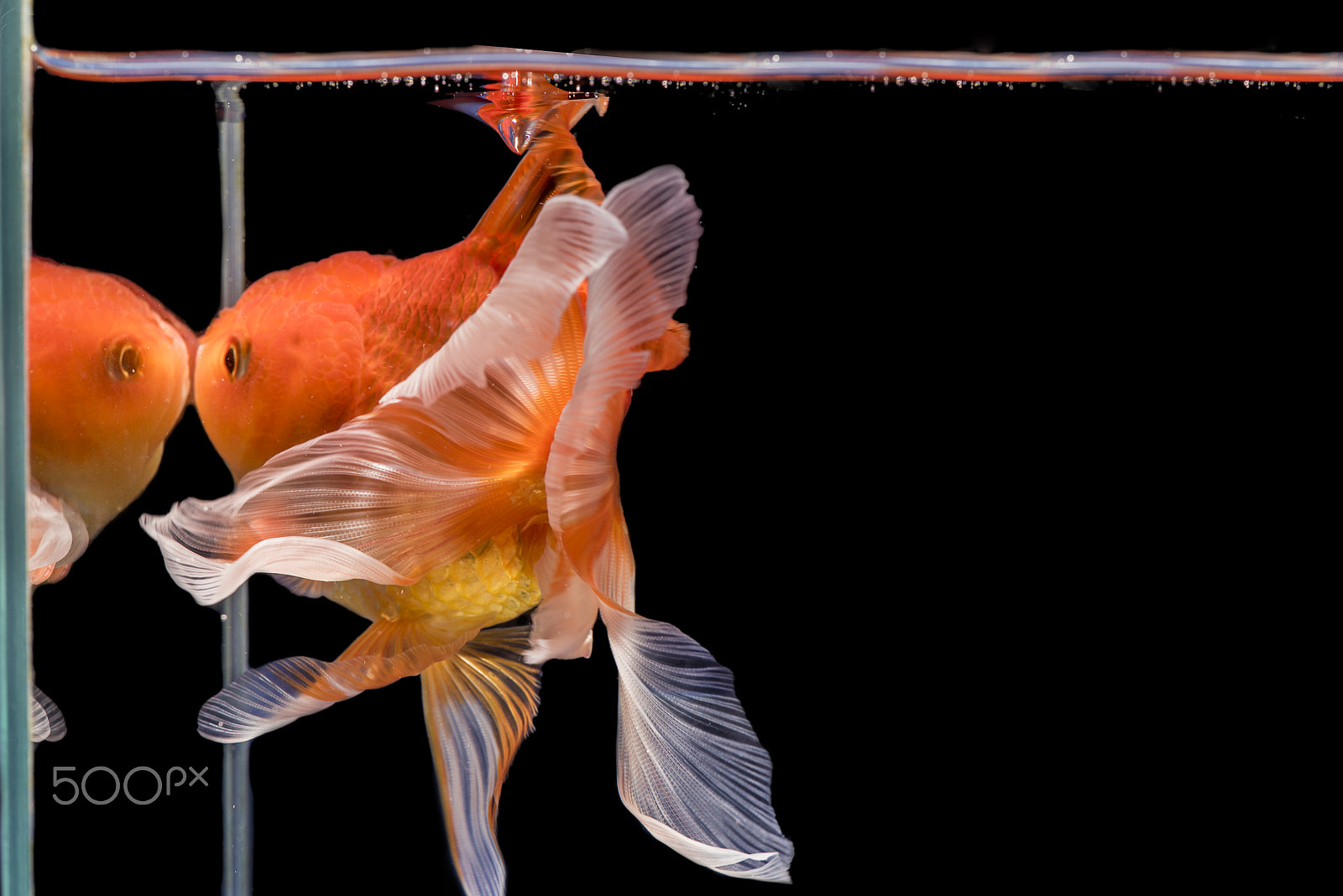 Nikon D750 + Tokina AT-X Pro 100mm F2.8 Macro sample photo. Fantail goldfish movement in the mirror photography