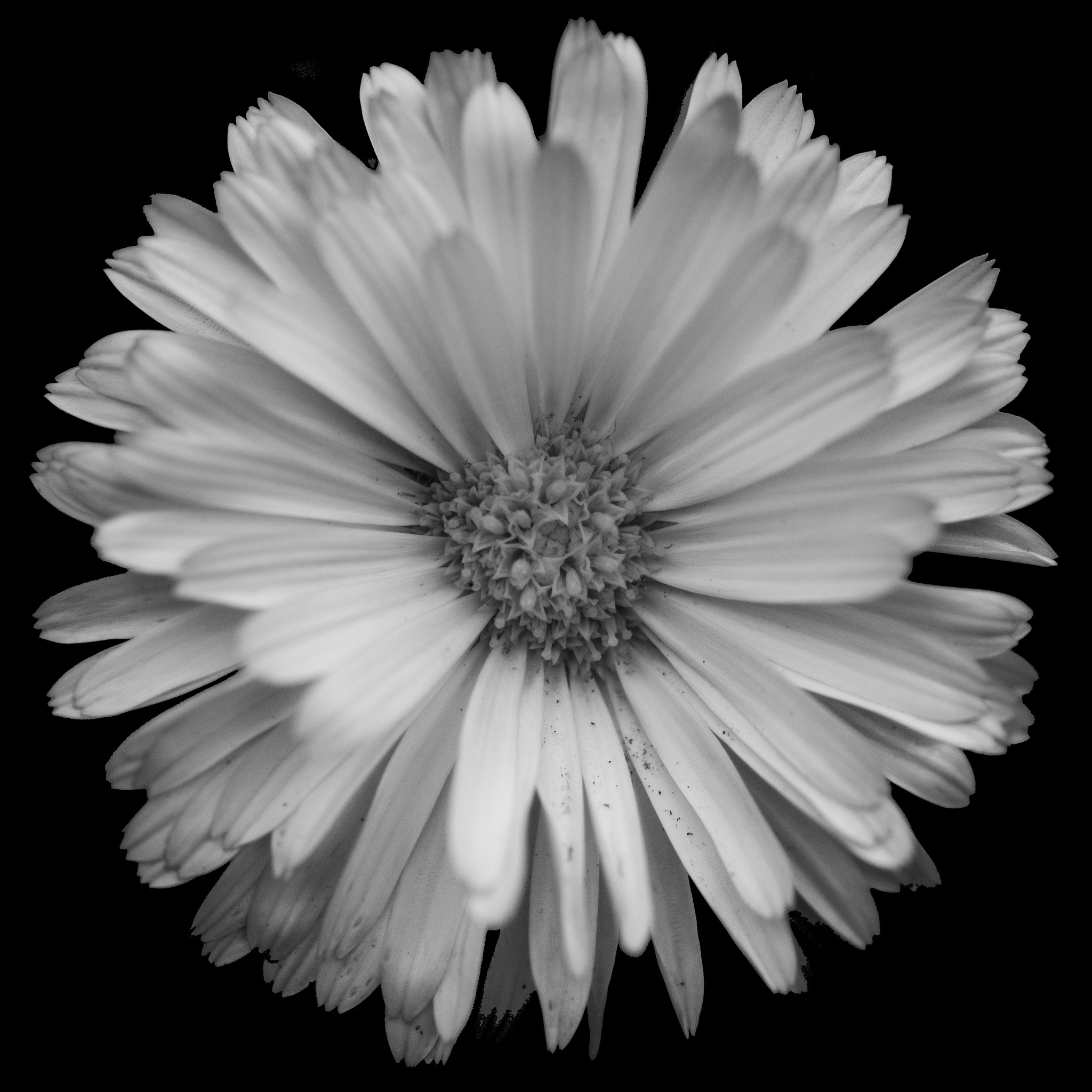 Olympus OM-D E-M1 + OLYMPUS 50mm Lens sample photo. Floral portrait # photography