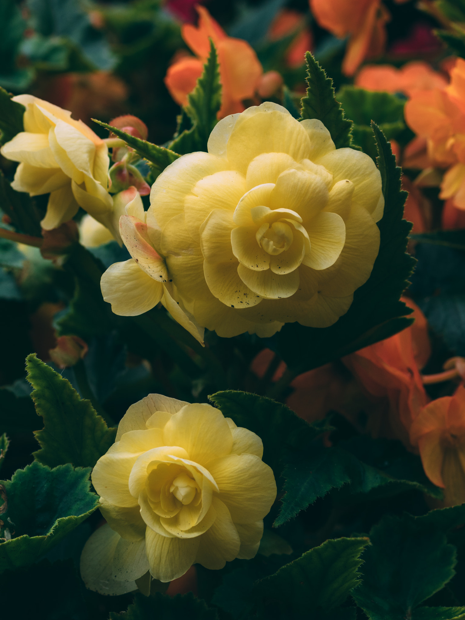 Olympus OM-D E-M1 + OLYMPUS 50mm Lens sample photo. Hipster arrangement photography