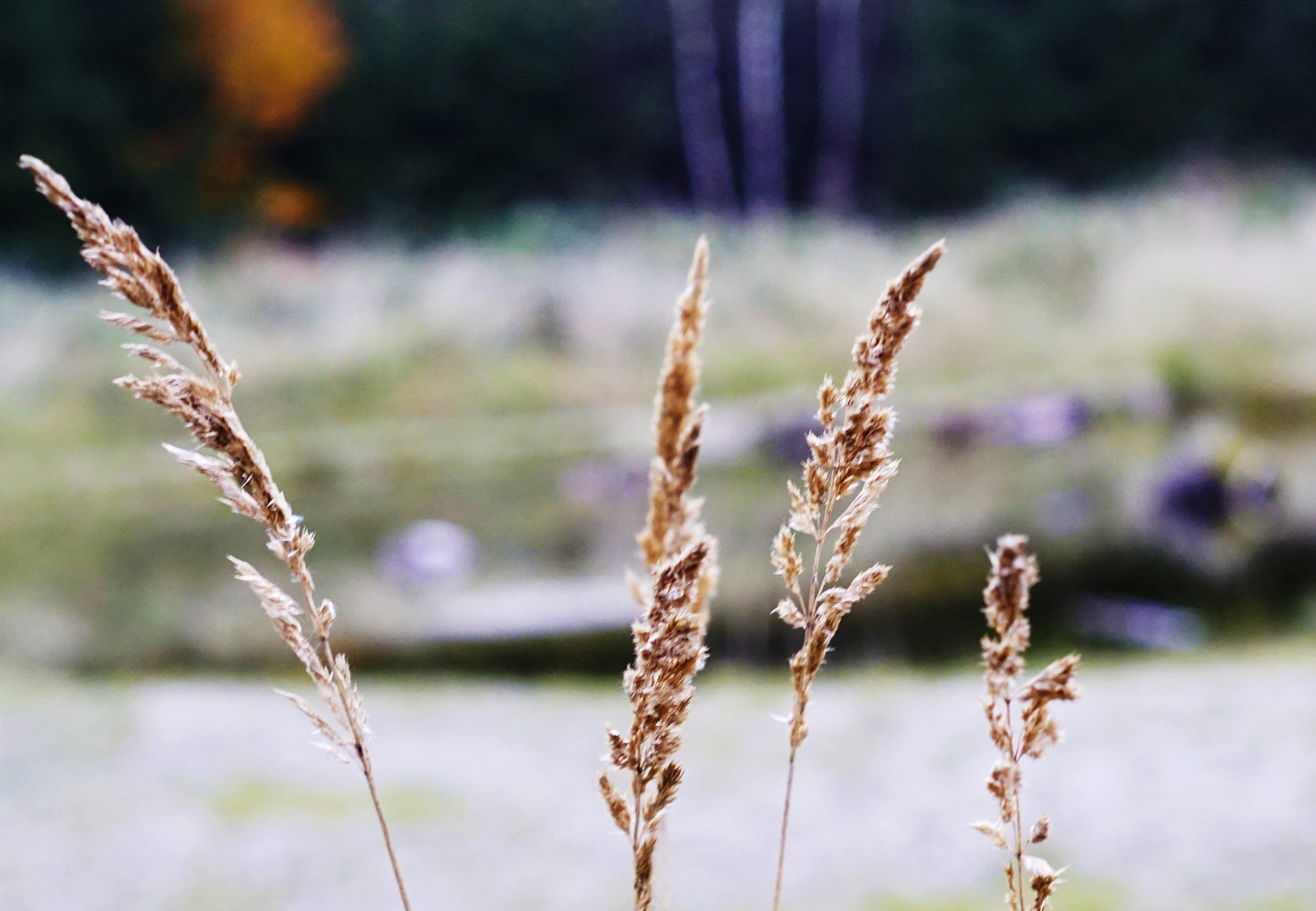 Sony DT 50mm F1.8 SAM sample photo. Herbst am amphibientümpel photography