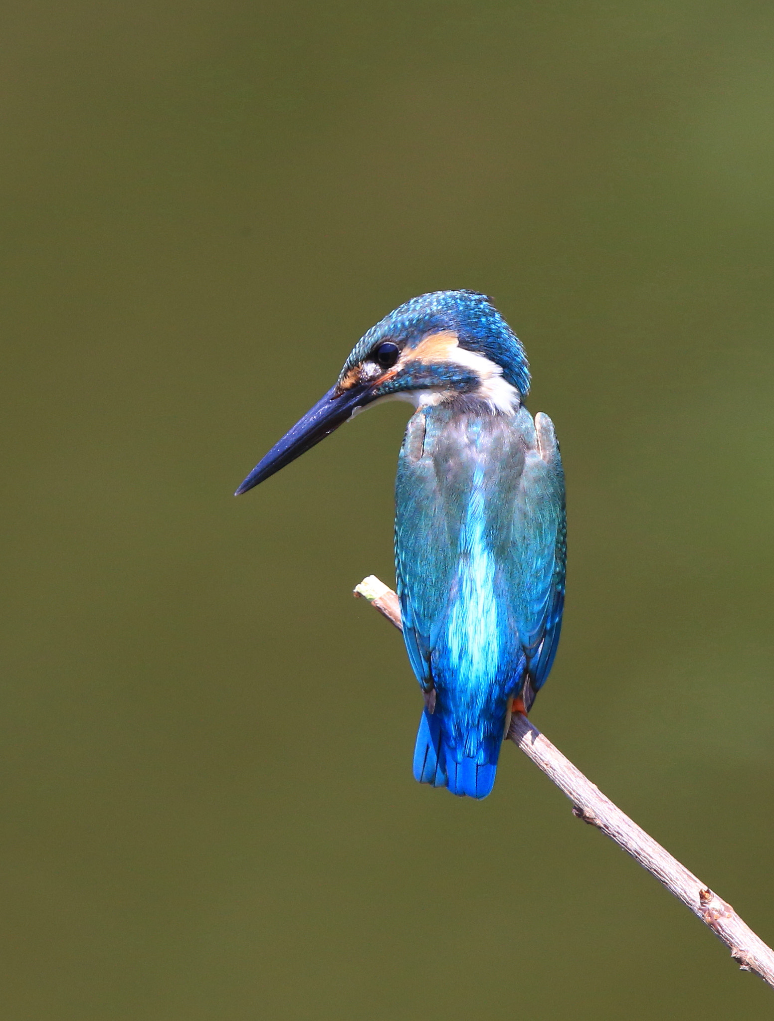 Canon EF 600mm F4L IS II USM sample photo. 329 photography