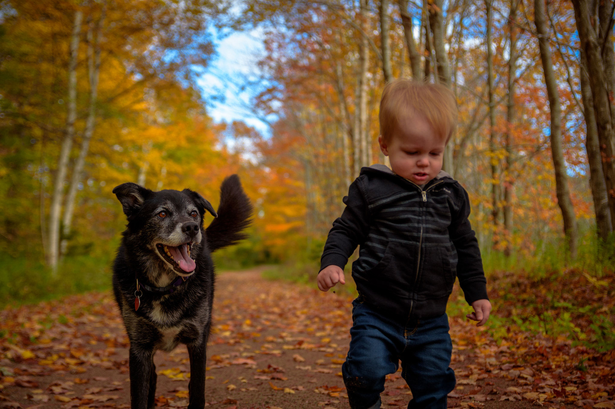 Nikon D750 sample photo. A boy and his dog. photography