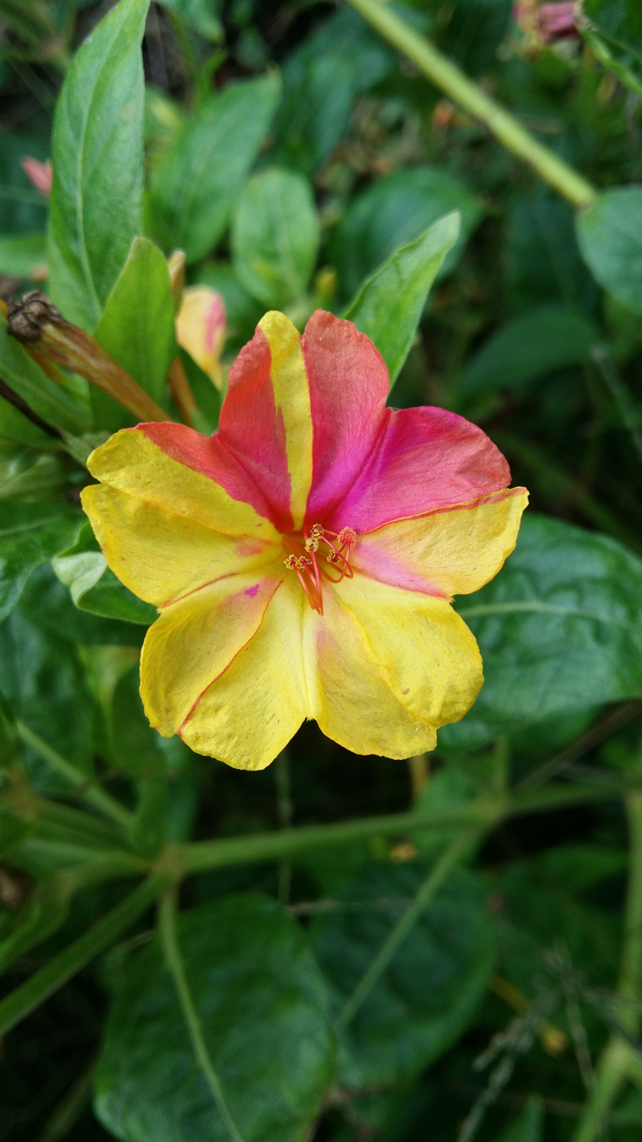 Samsung Galaxy Grand-Max sample photo