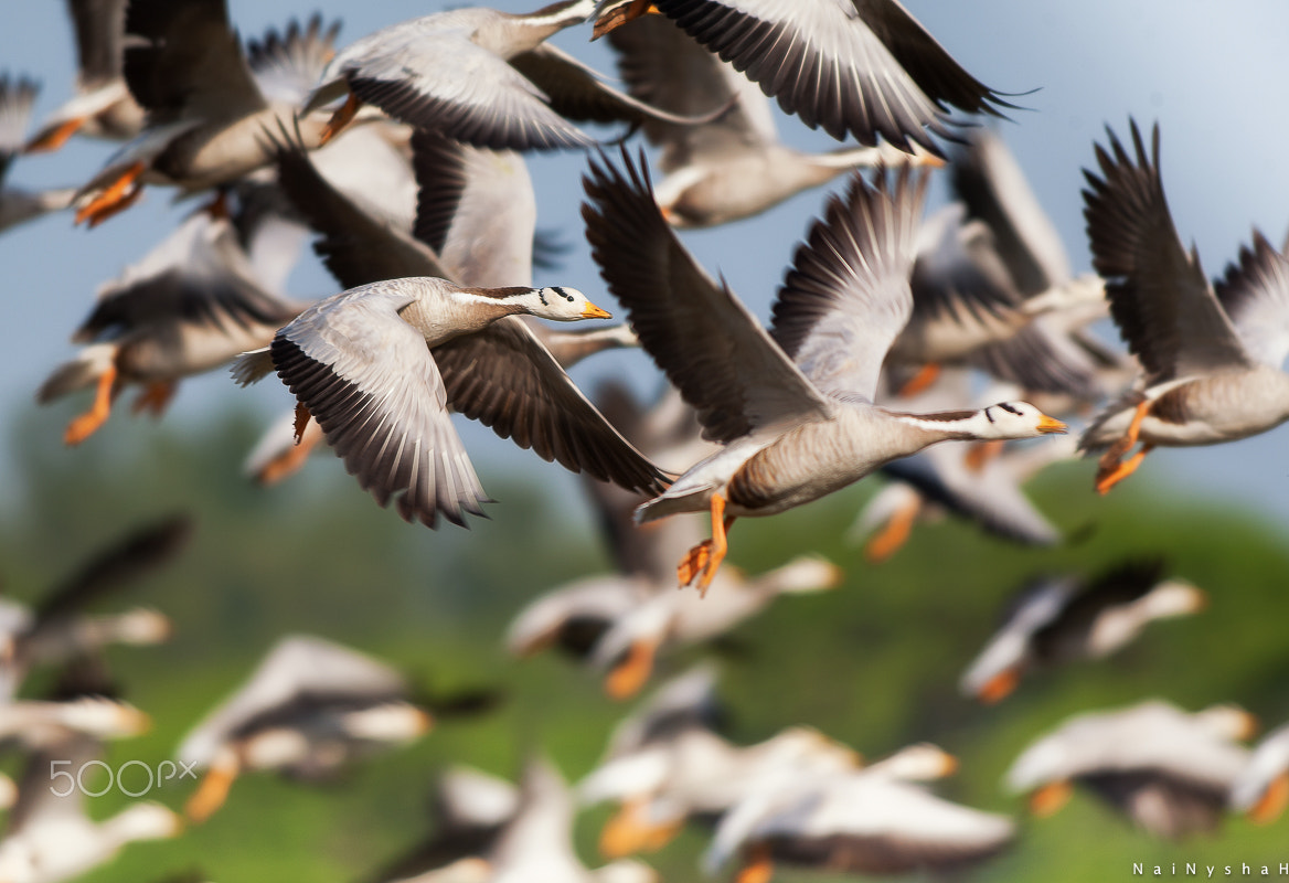 Canon EOS-1D Mark III sample photo. Bar-headed goose photography