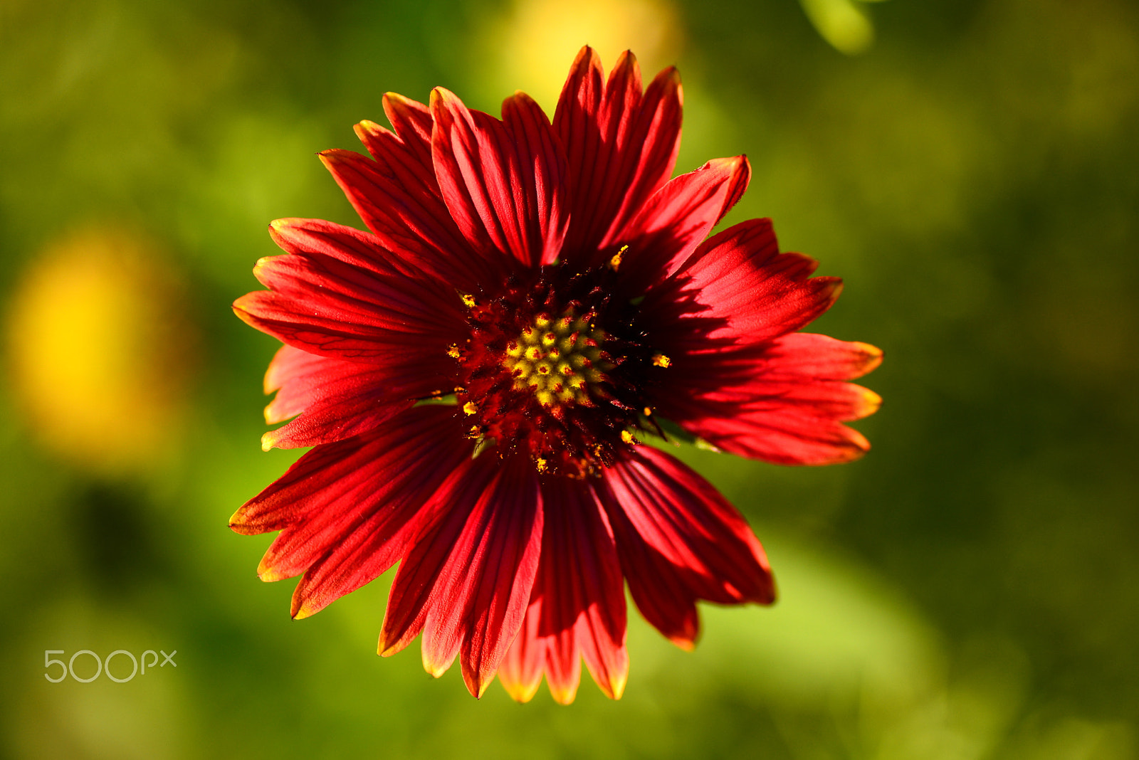 Nikon D600 sample photo. Brilliant in the sun photography