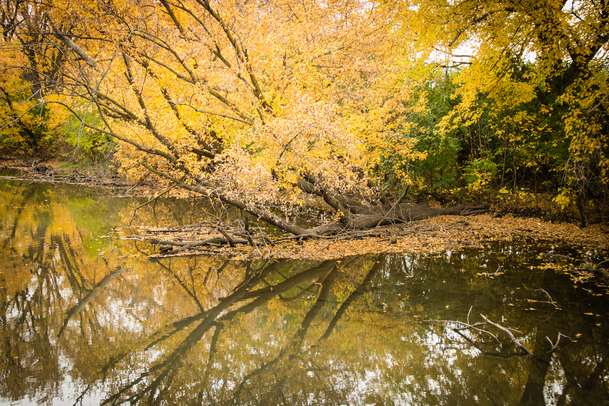 Canon EOS 760D (EOS Rebel T6s / EOS 8000D) sample photo. Fall reflections photography