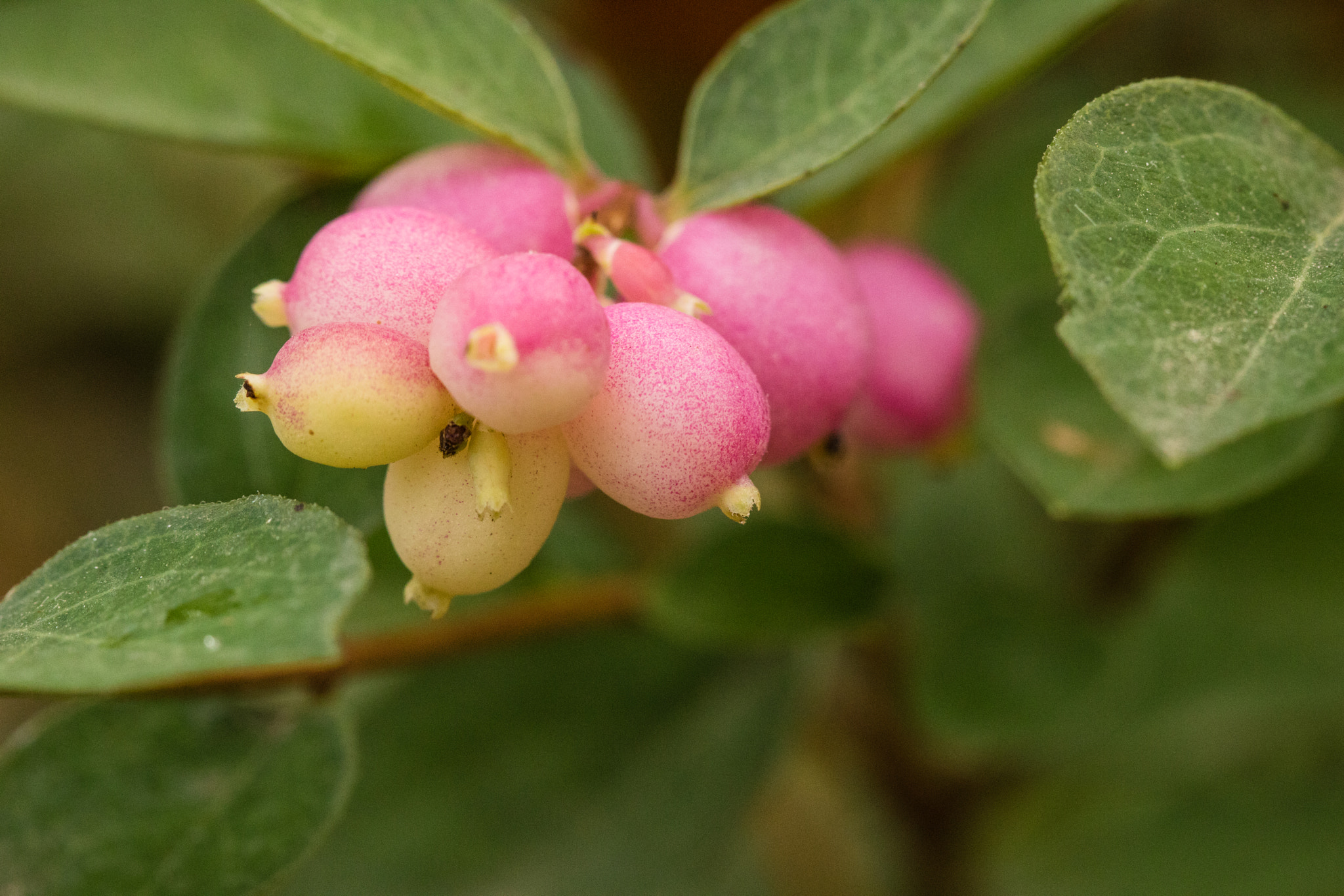 Canon EOS 760D (EOS Rebel T6s / EOS 8000D) sample photo. Tiny berries upclose photography