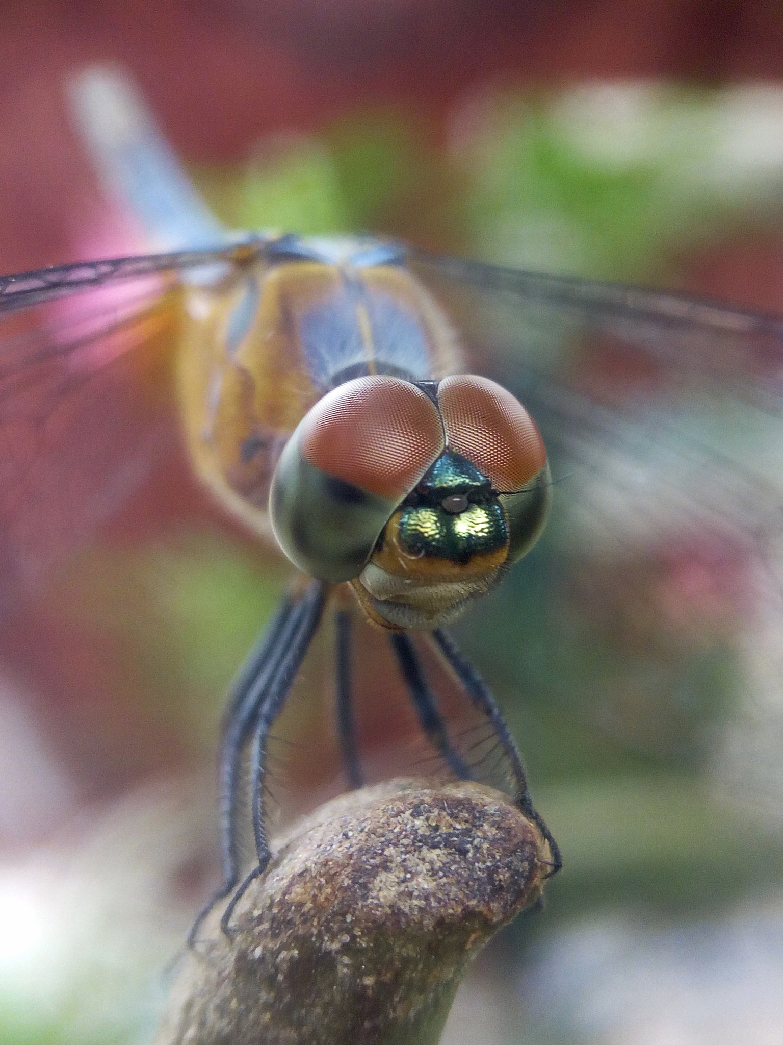 Infinix HOT S sample photo. Dragon fly photography