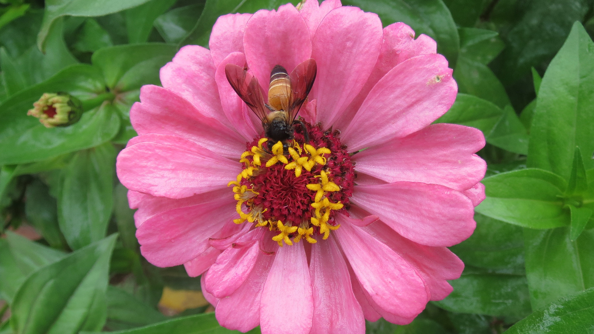Canon PowerShot ELPH 520 HS (IXUS 500 HS / IXY 3) sample photo. Honey bee in flower photography