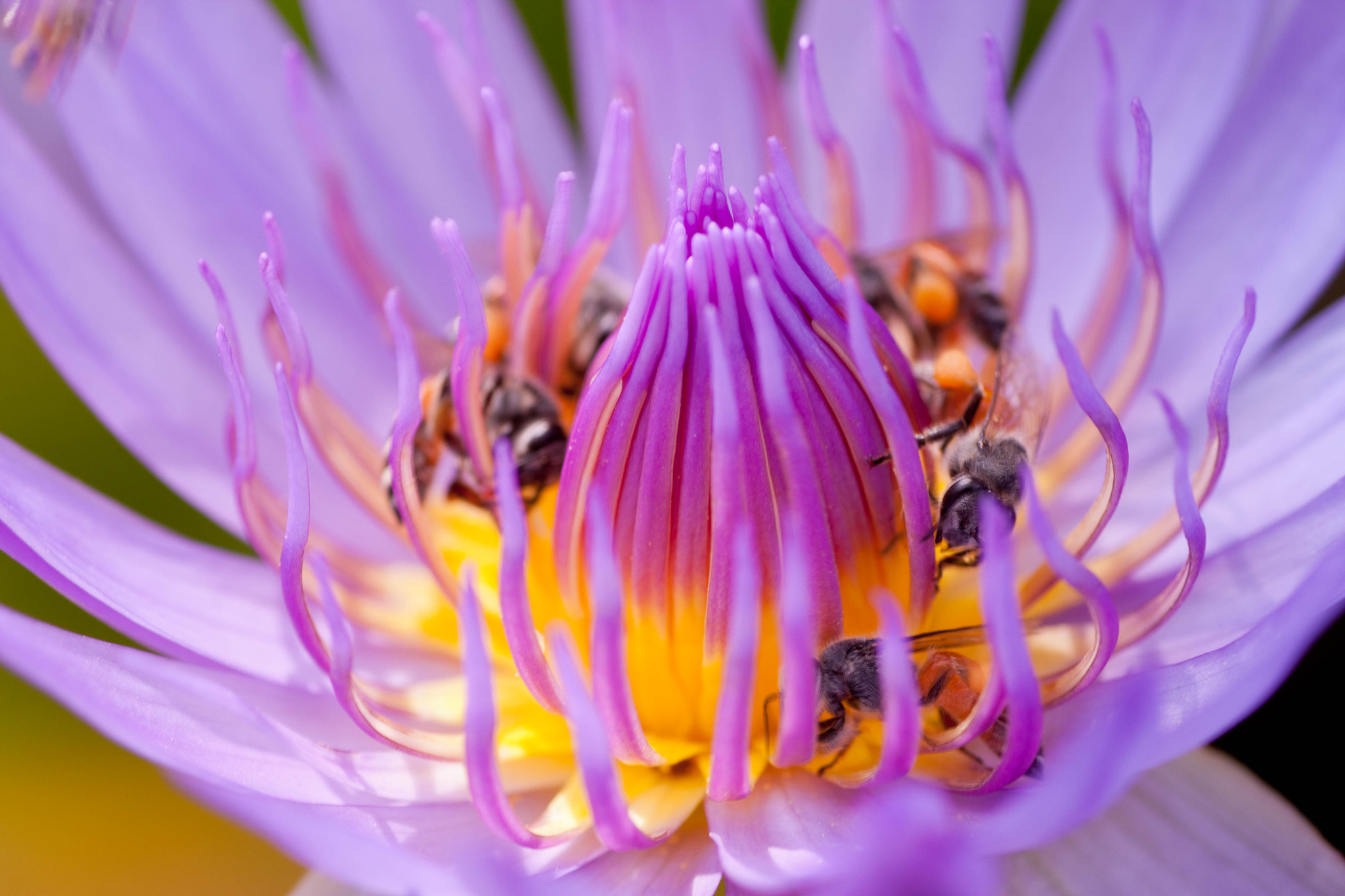 Canon EOS 450D (EOS Rebel XSi / EOS Kiss X2) + Tamron SP AF 90mm F2.8 Di Macro sample photo. Pink lotus filled with bees. photography