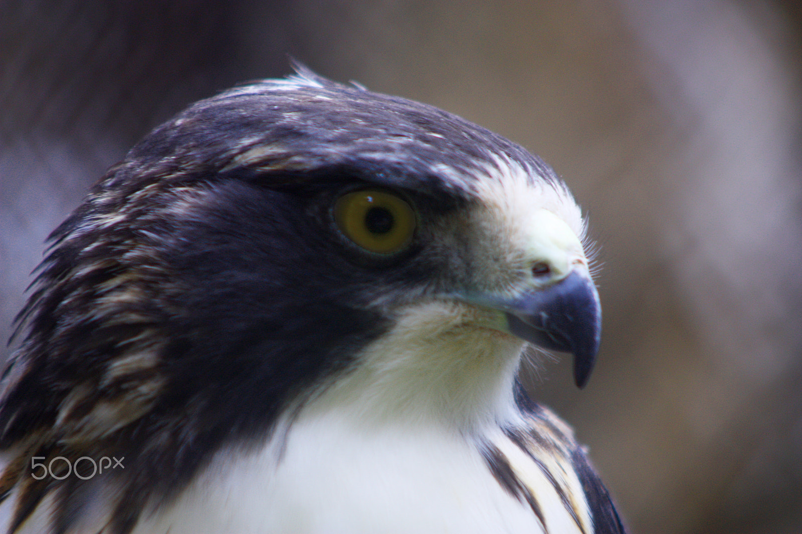 Canon EOS 450D (EOS Rebel XSi / EOS Kiss X2) sample photo. Eagle at the zoo photography