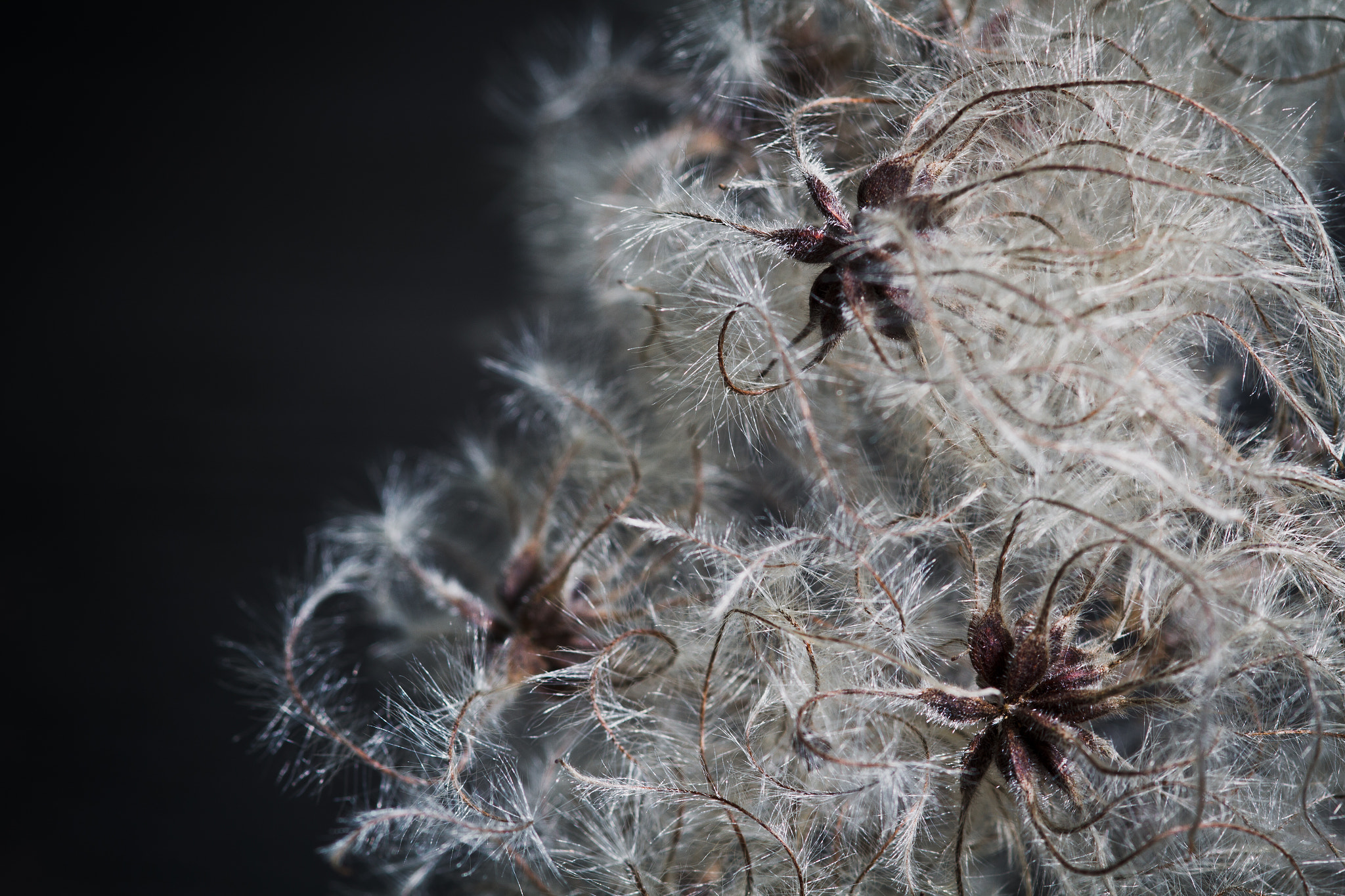 Canon EOS 7D + Sigma 105mm F2.8 EX DG Macro sample photo. Old man's beard photography