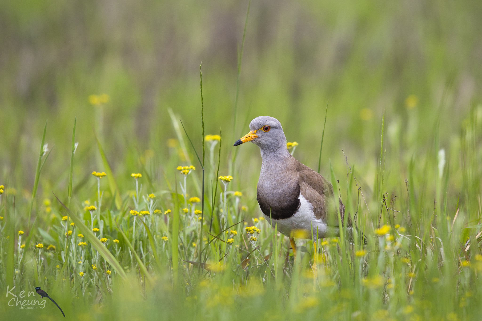 Canon EF 600mm F4L IS II USM sample photo. Vanellus cinereu photography