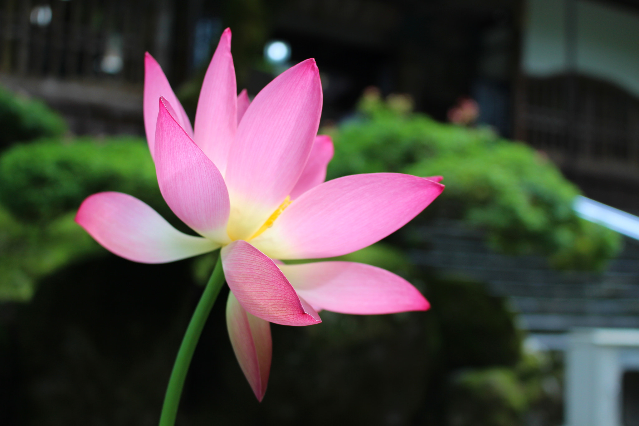 Canon EOS 700D (EOS Rebel T5i / EOS Kiss X7i) sample photo. A lotus of eiheiji temple photography
