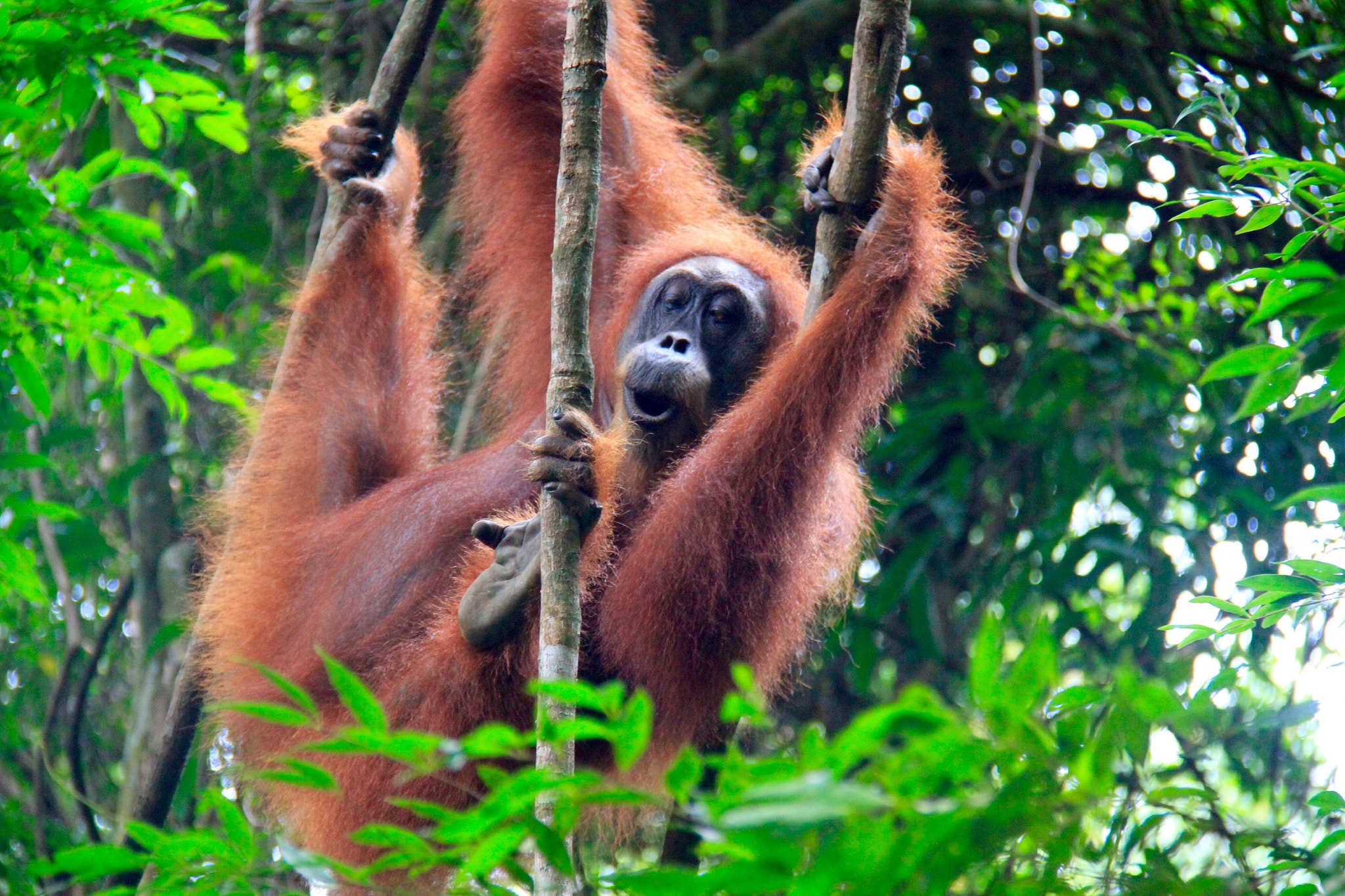 Canon EOS 7D + Canon EF-S 18-200mm F3.5-5.6 IS sample photo. Life is sweet in the jungle photography