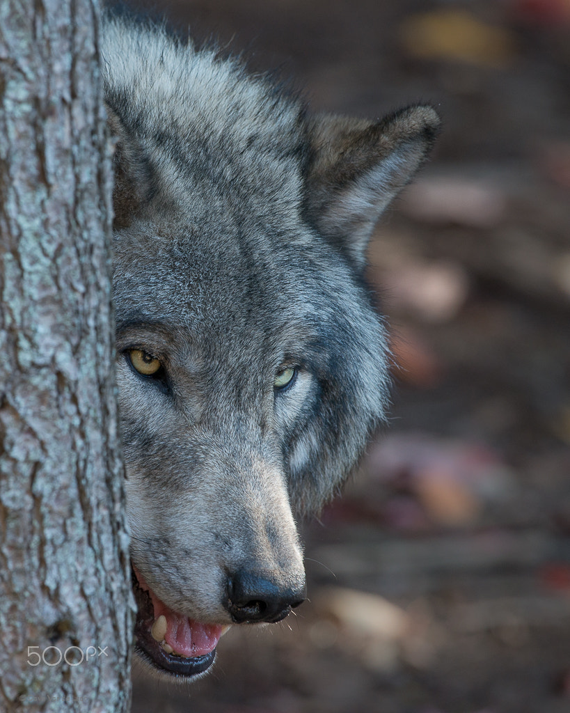 Nikon D800 + Nikon AF-S Nikkor 600mm F4G ED VR sample photo. Grey wolf photography