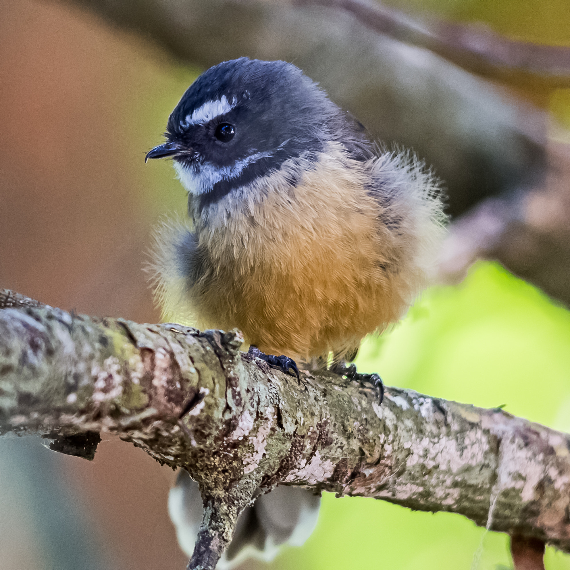 Sigma 150-500mm F5-6.3 DG OS HSM sample photo. Fantail photography